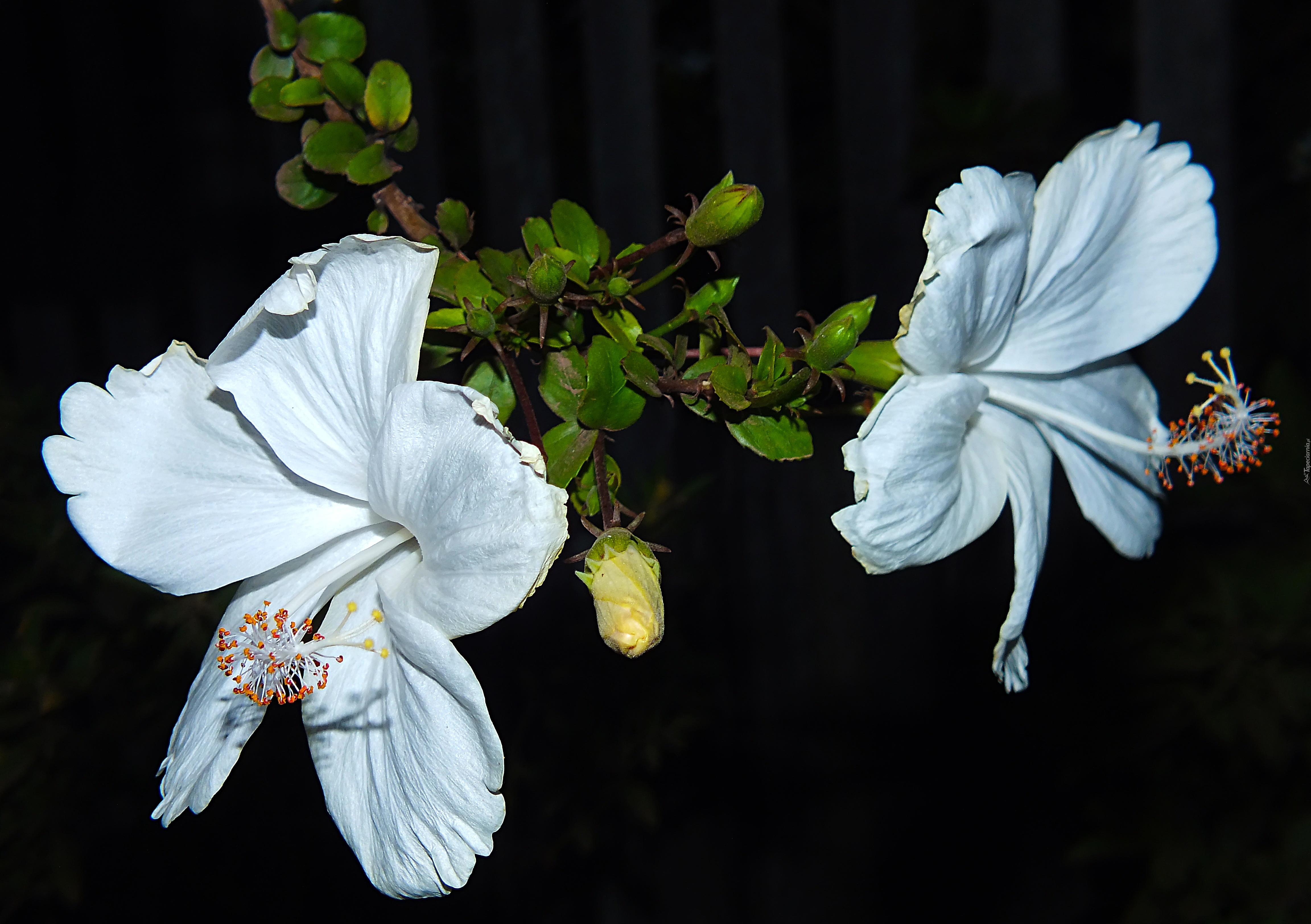 Hibiskus, Białe, Kwiaty