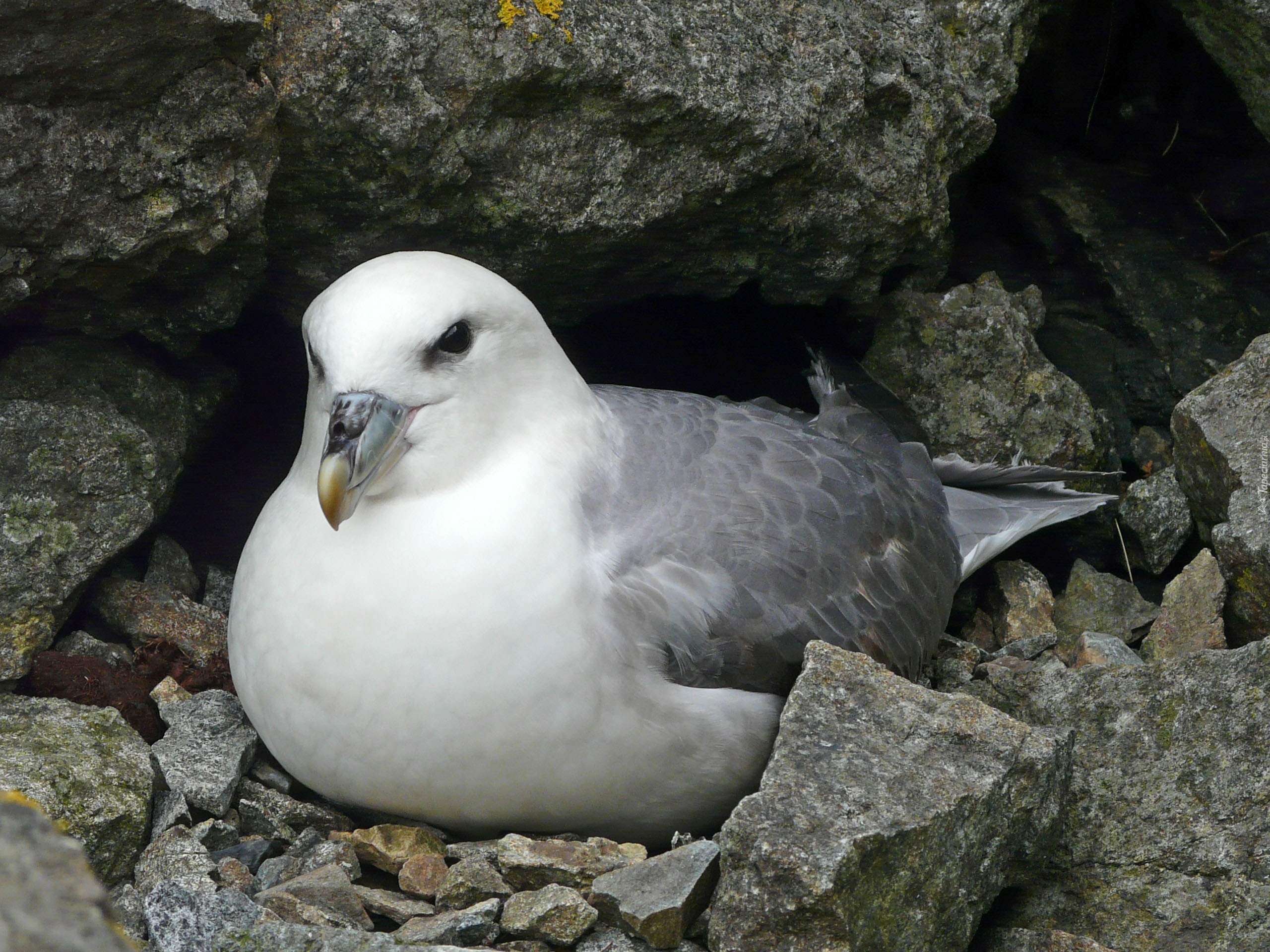 Ptak, Fulmar, Skała