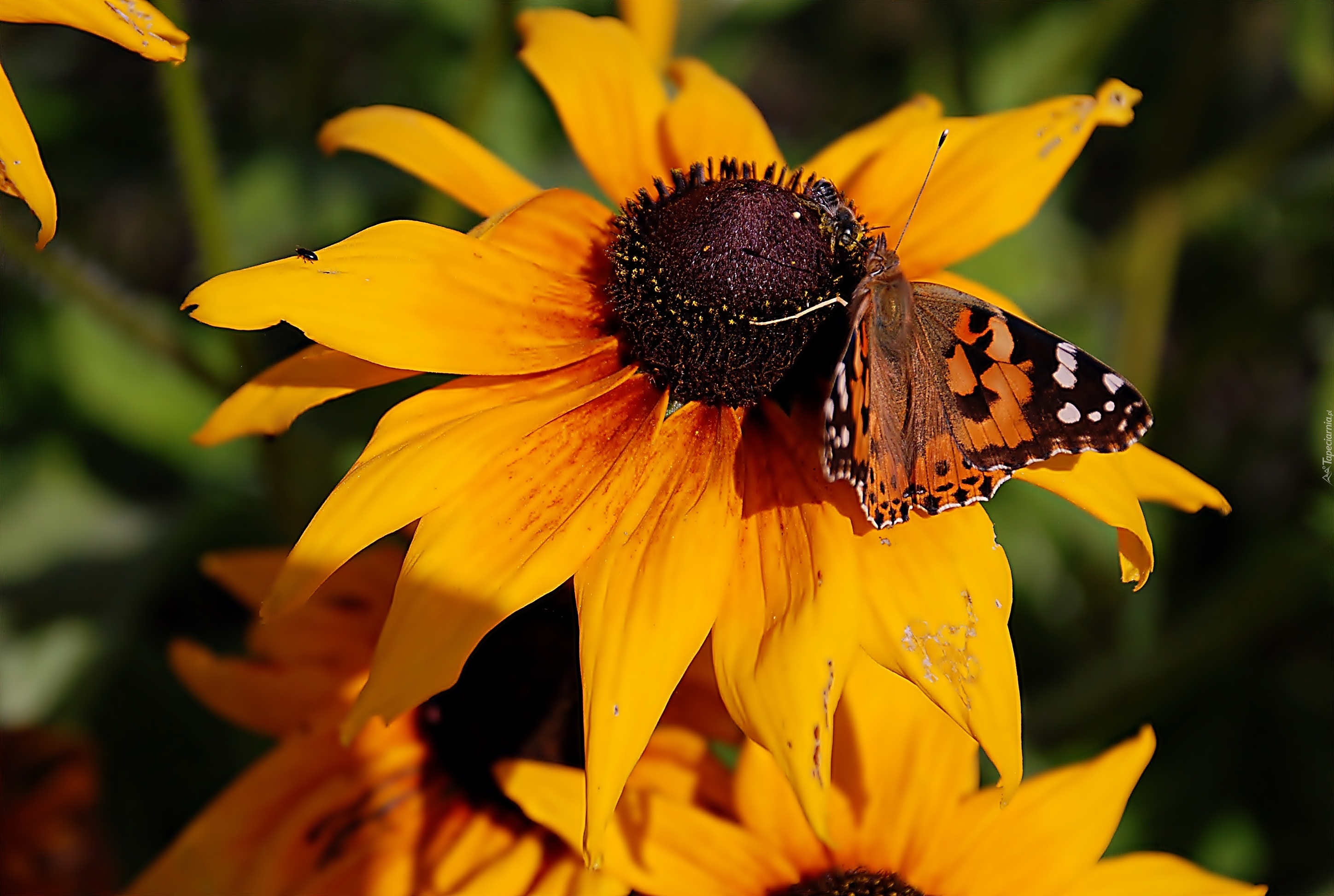 Żółta, Rudbekia, Motyl, Rusałka, Osetnik