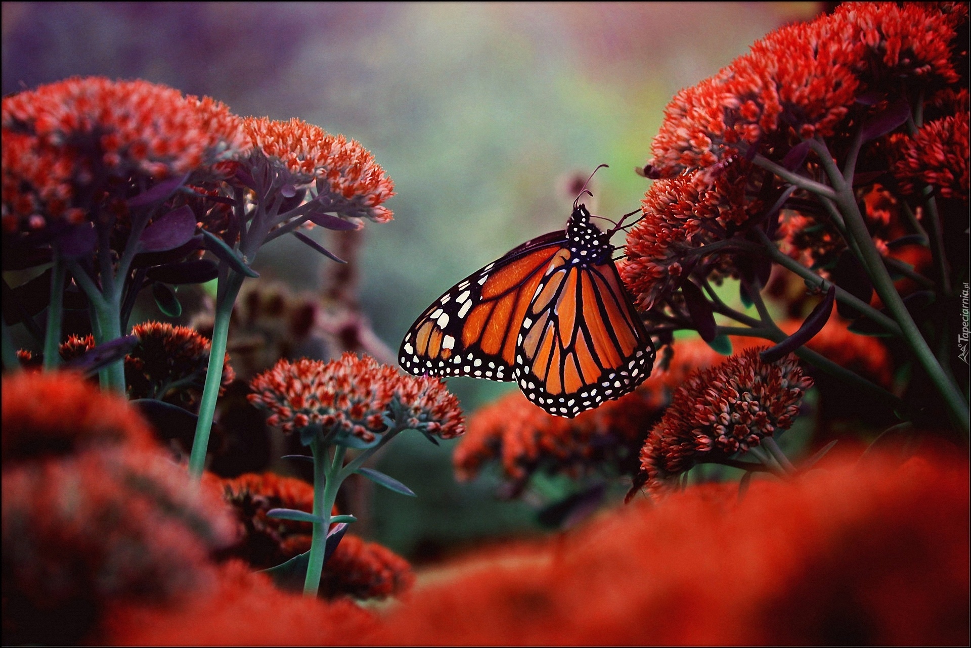 Kwitnące, Kwiaty, Motyl, Monarch