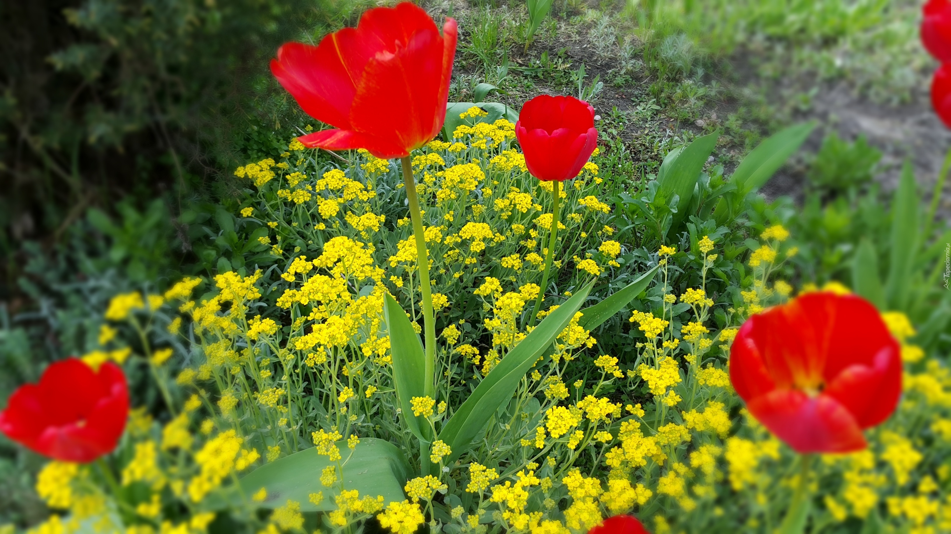 Czerwone, Tulipany, Żółte, Kwiaty