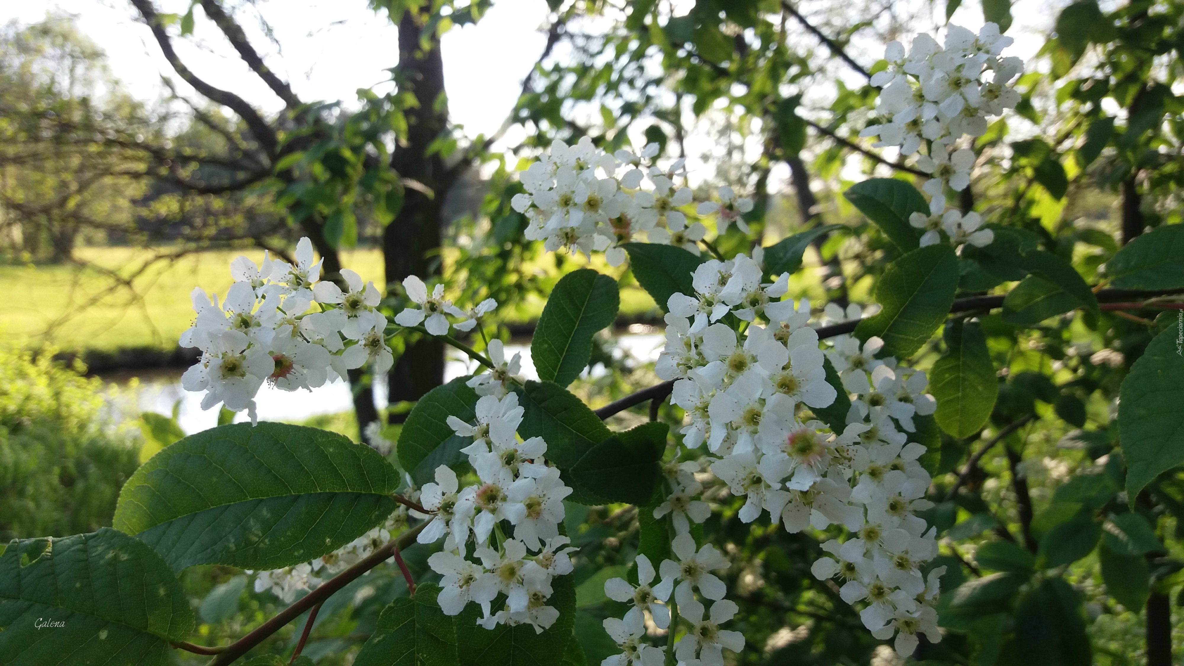 Czeremcha, Białe, Kwiaty