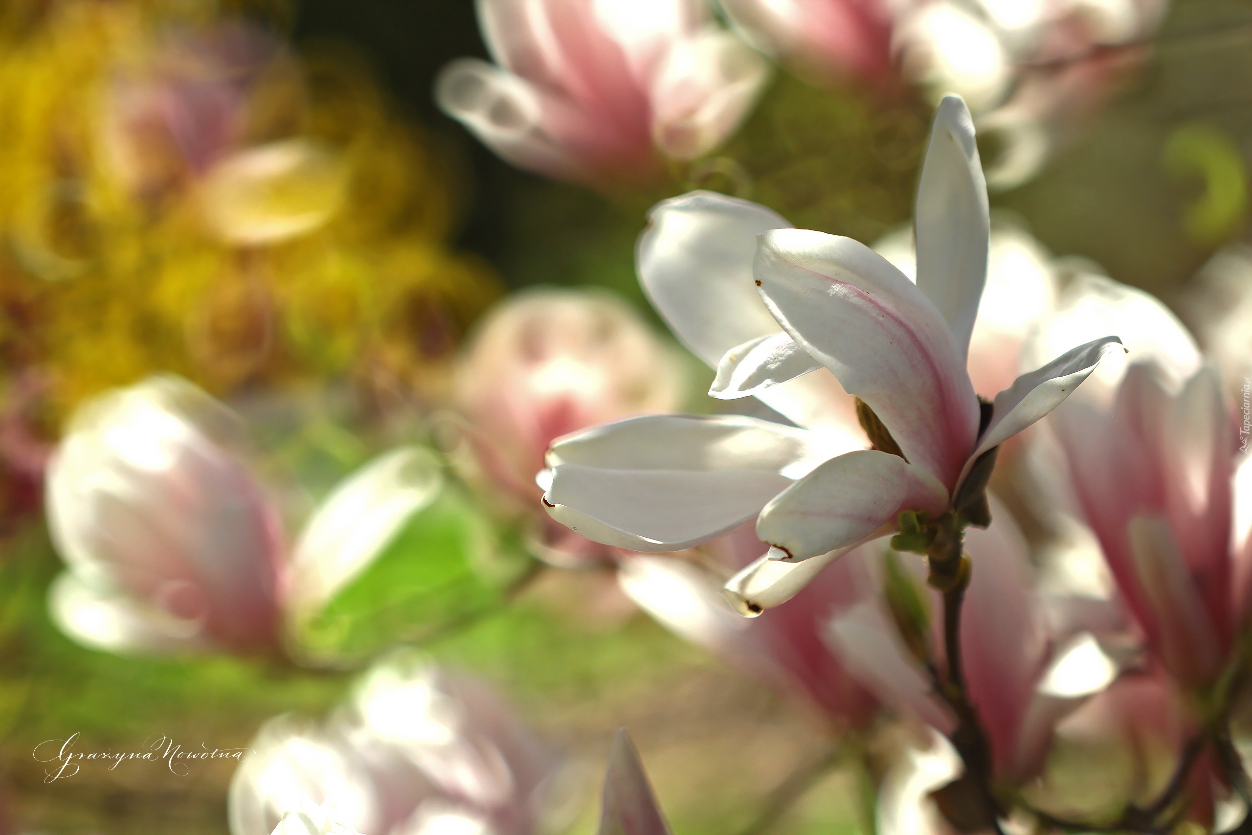 Magnolia, Różowy, Kwiat