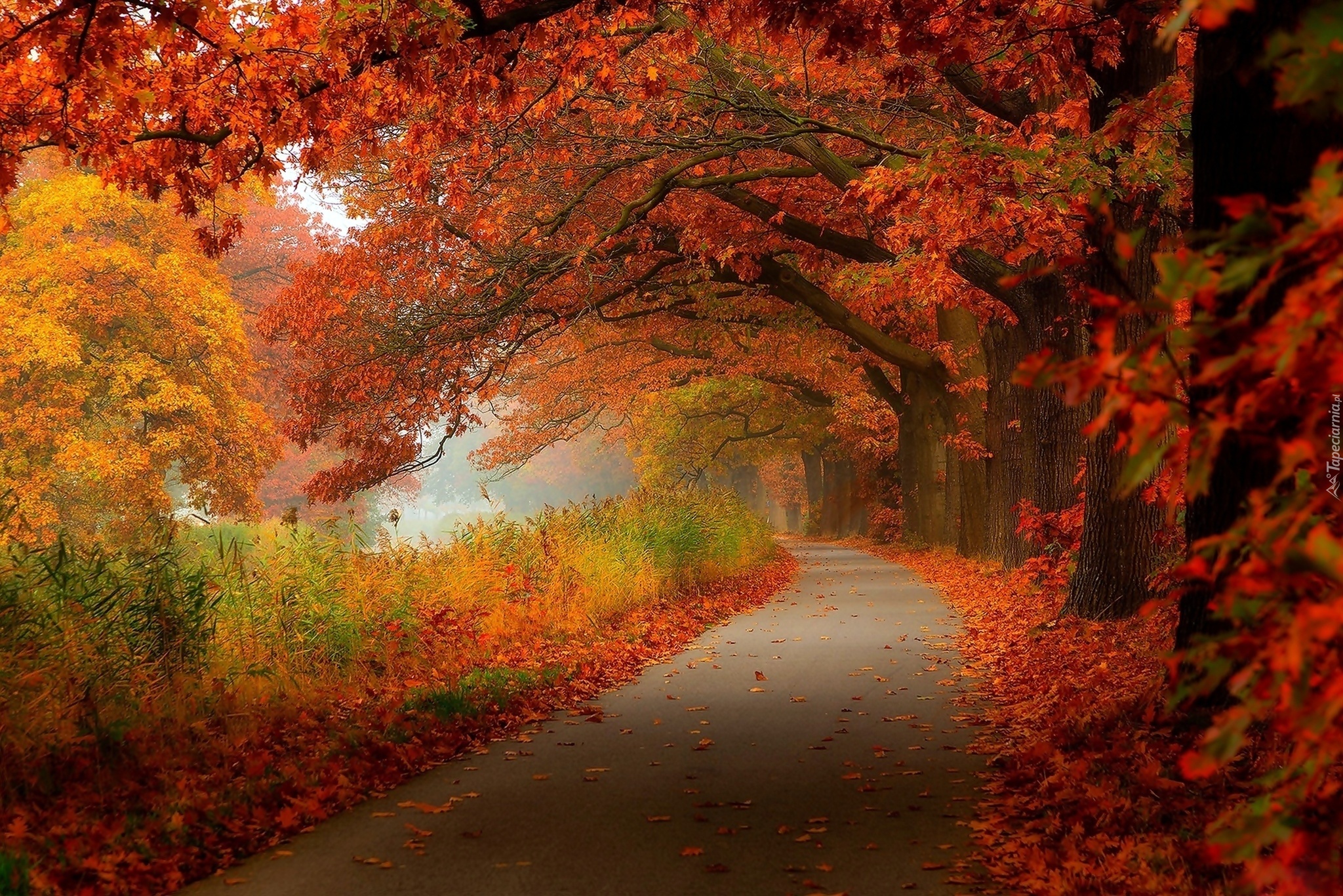 Jesień, Park, Mgła