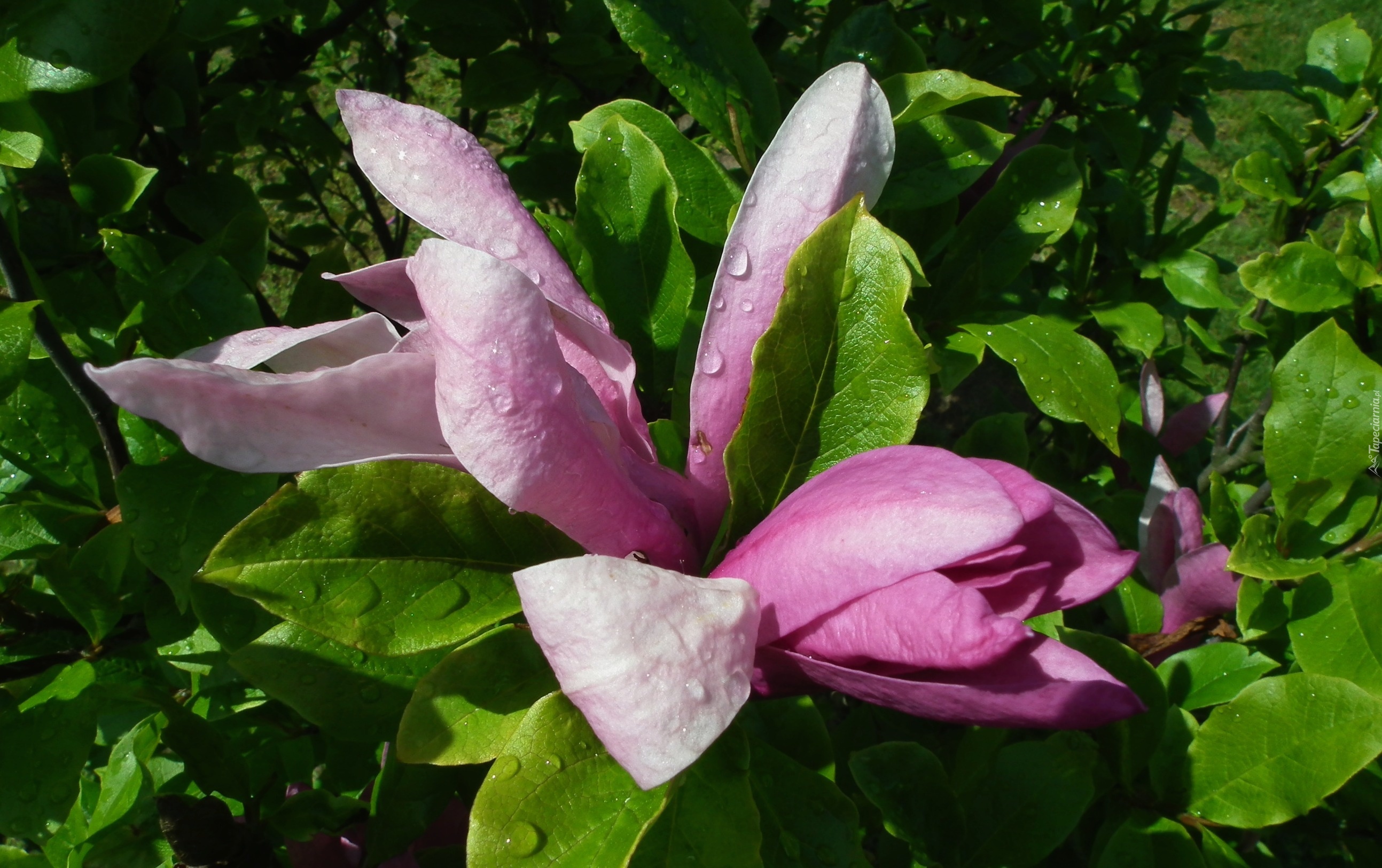 Przyroda, Rośliny, Magnolia