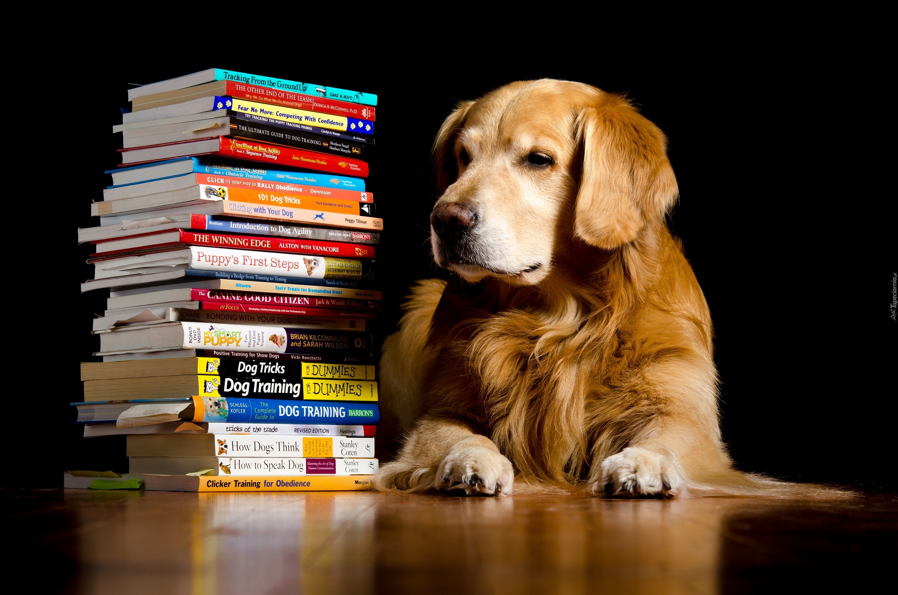 Pies, Golden retriever, Książki