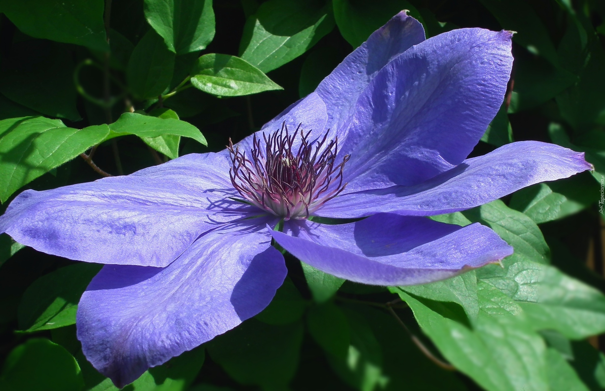 Przyroda, Kwiaty, Clematis