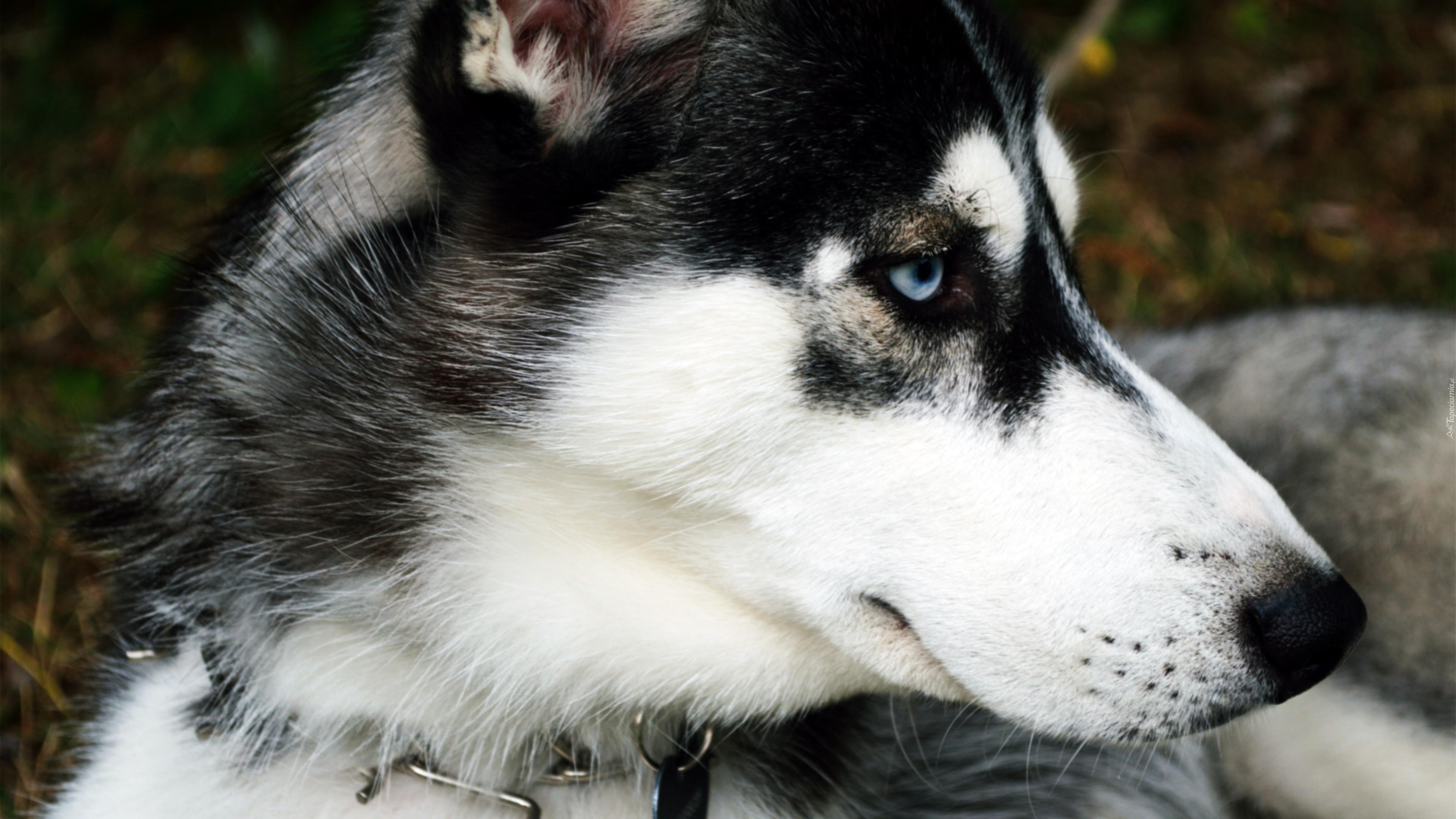 Zmęczony, Husky