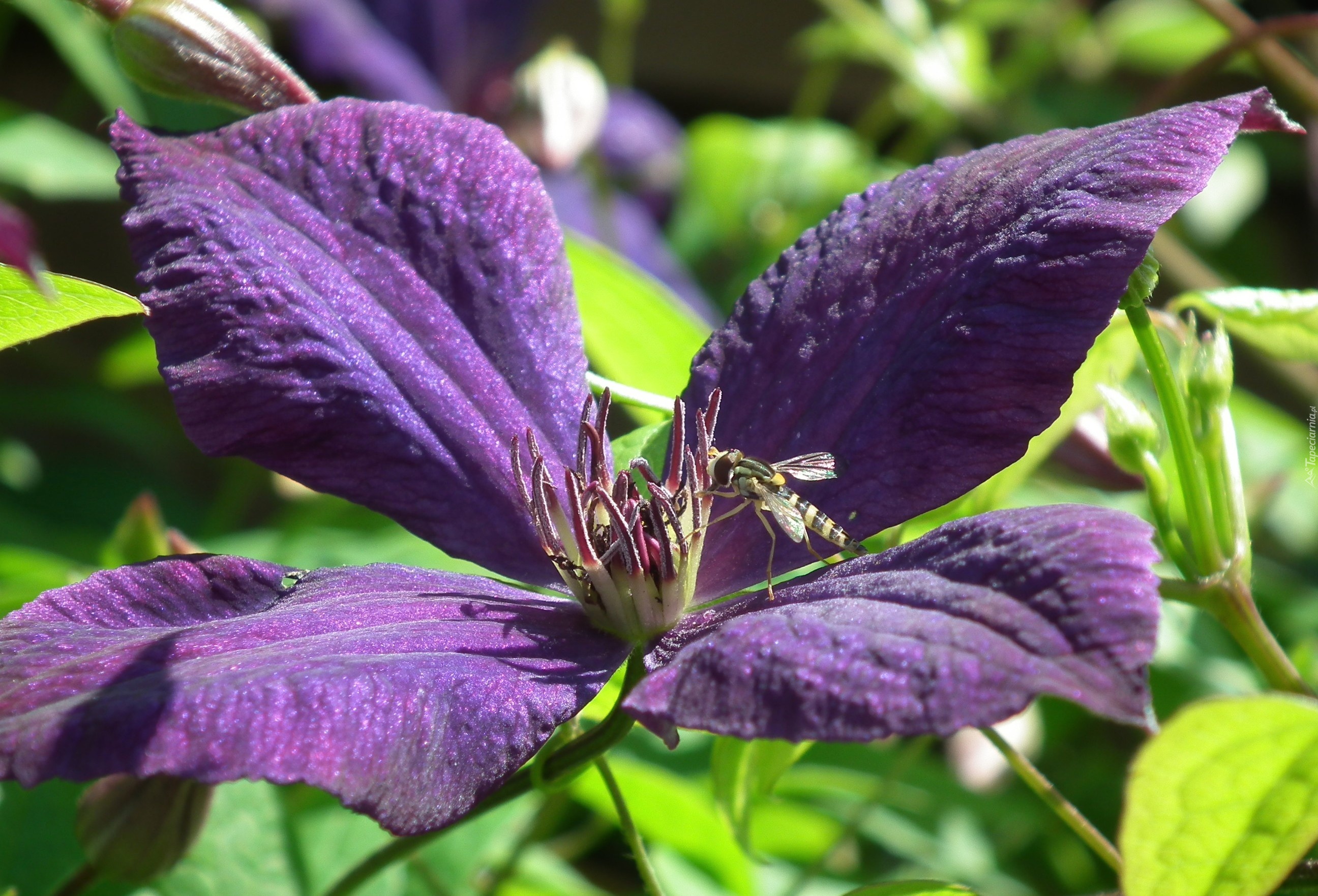 Przyroda, Kwiat, Clematis