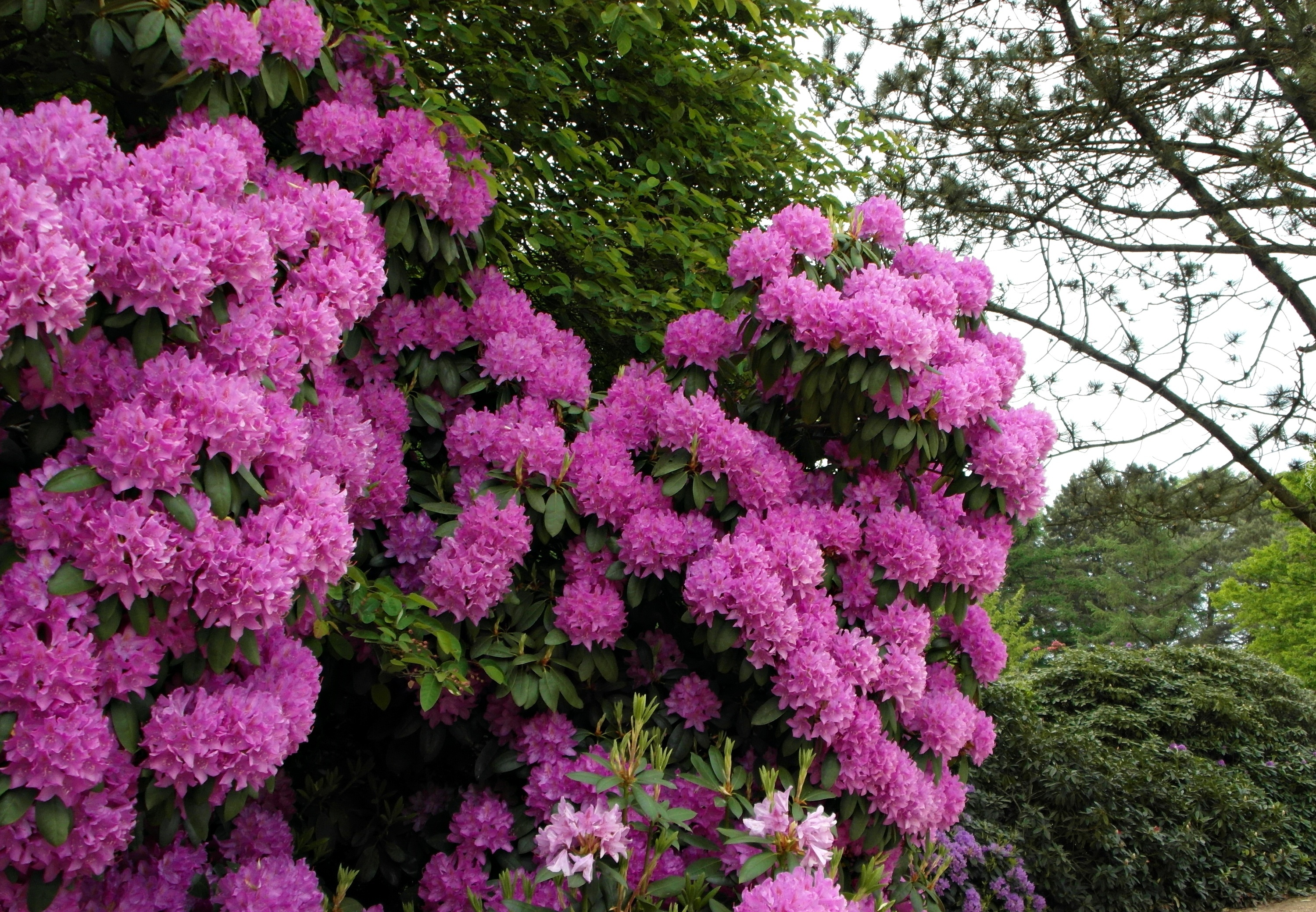 Ogród, Rododendron