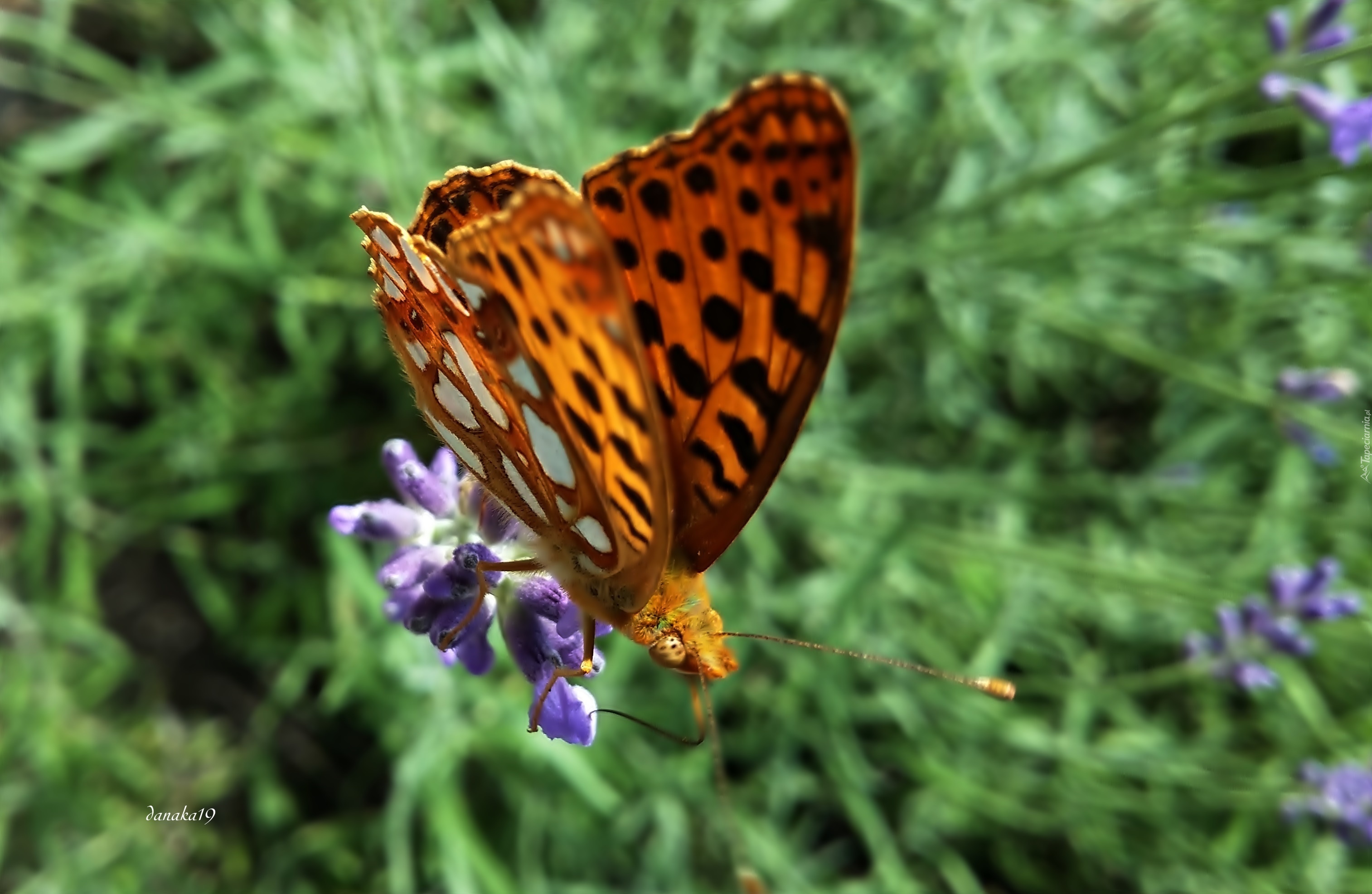 Motyl, Perłowiec malinowiec, Lawenda