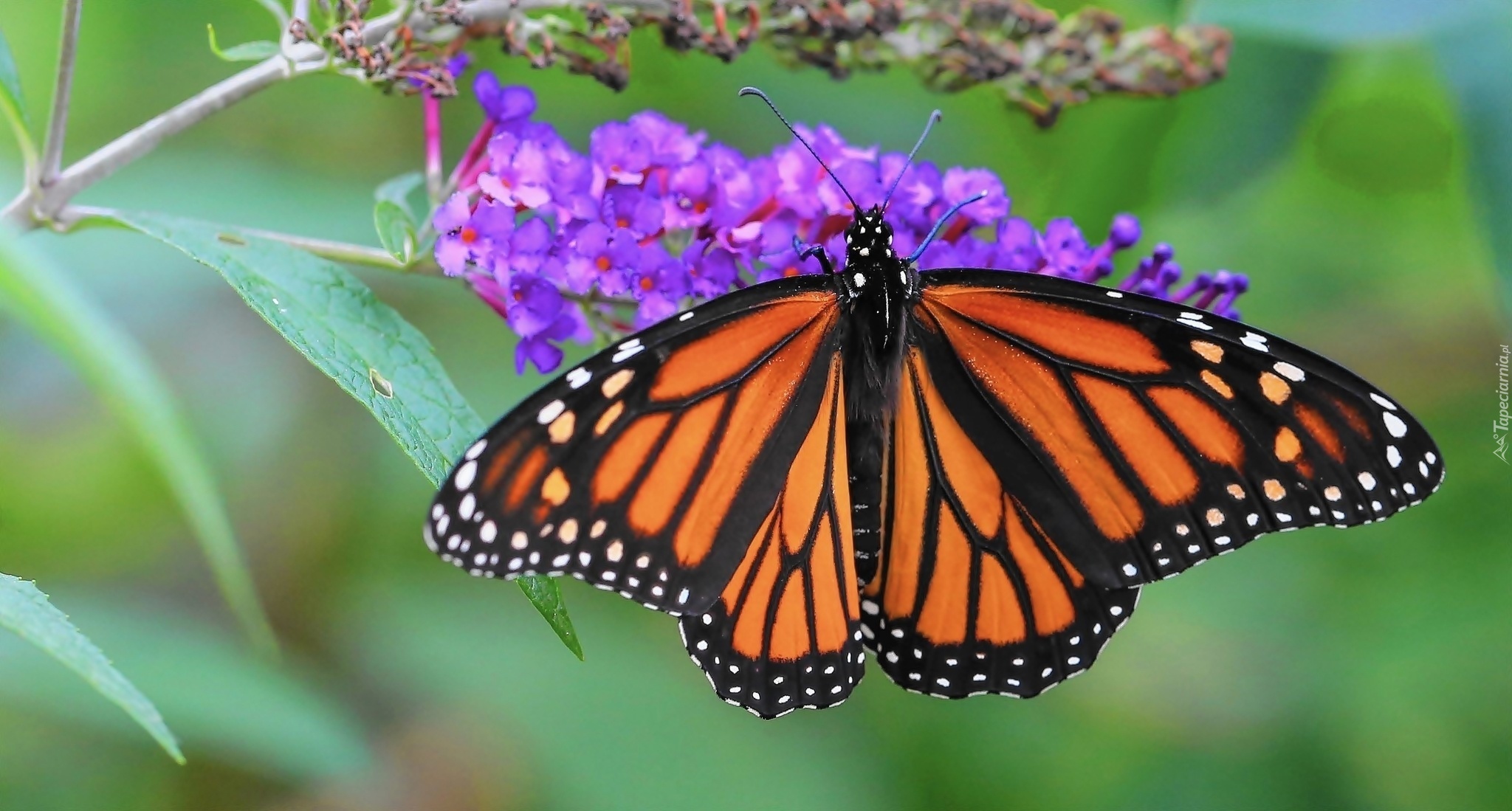 Motyl, Monarch, Kwiaty