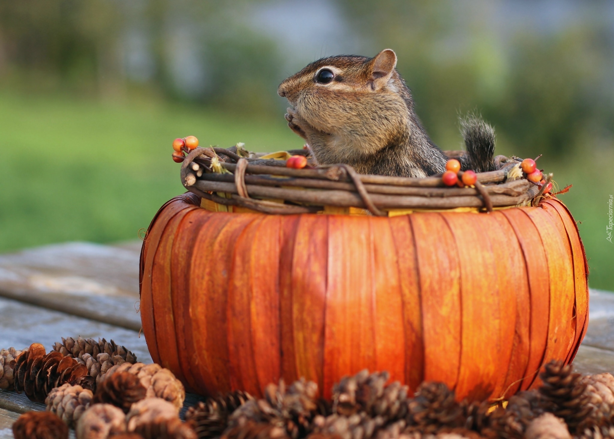 Wiewiórka, Chipmunk