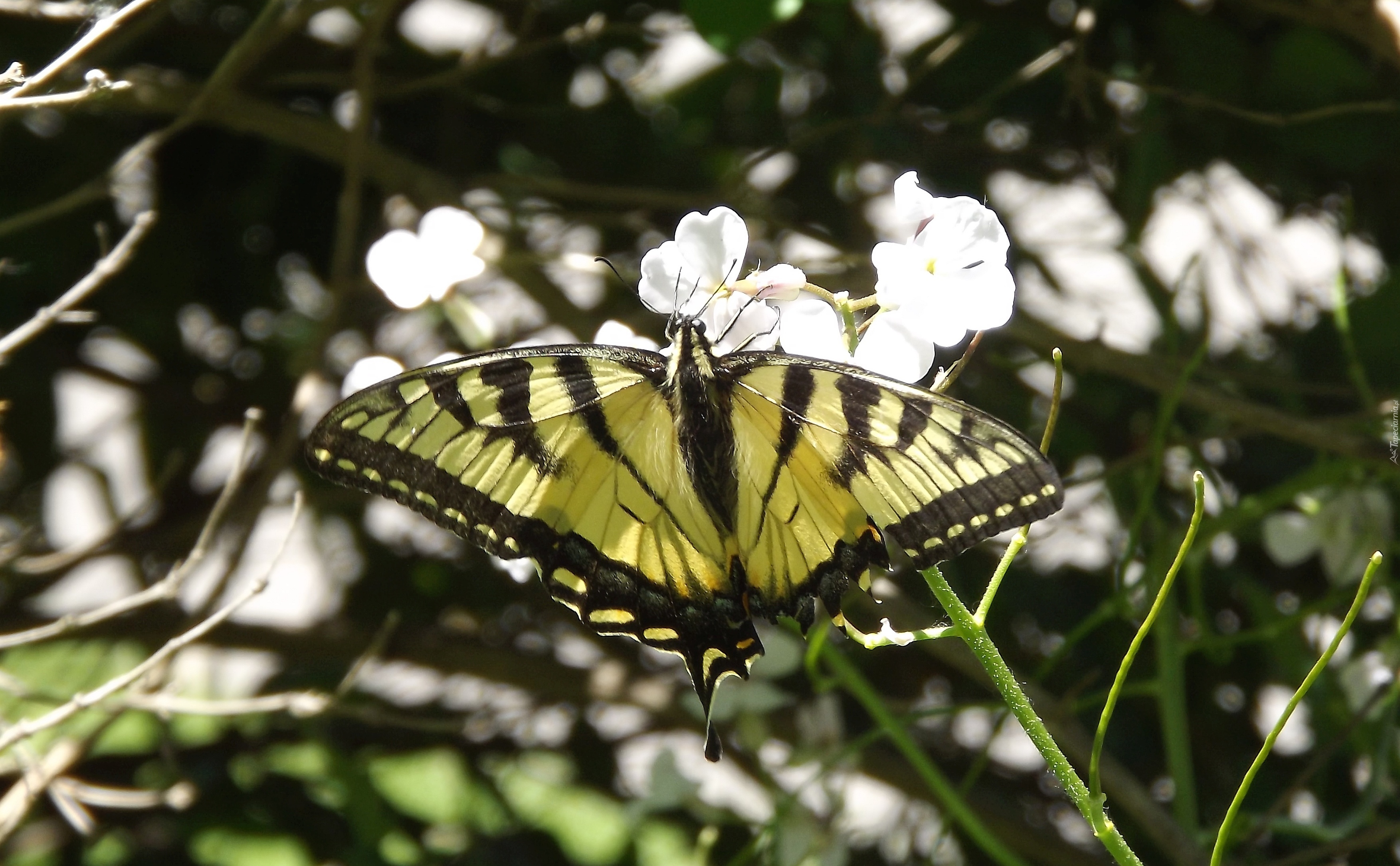 Motyl, Paź, Królowej