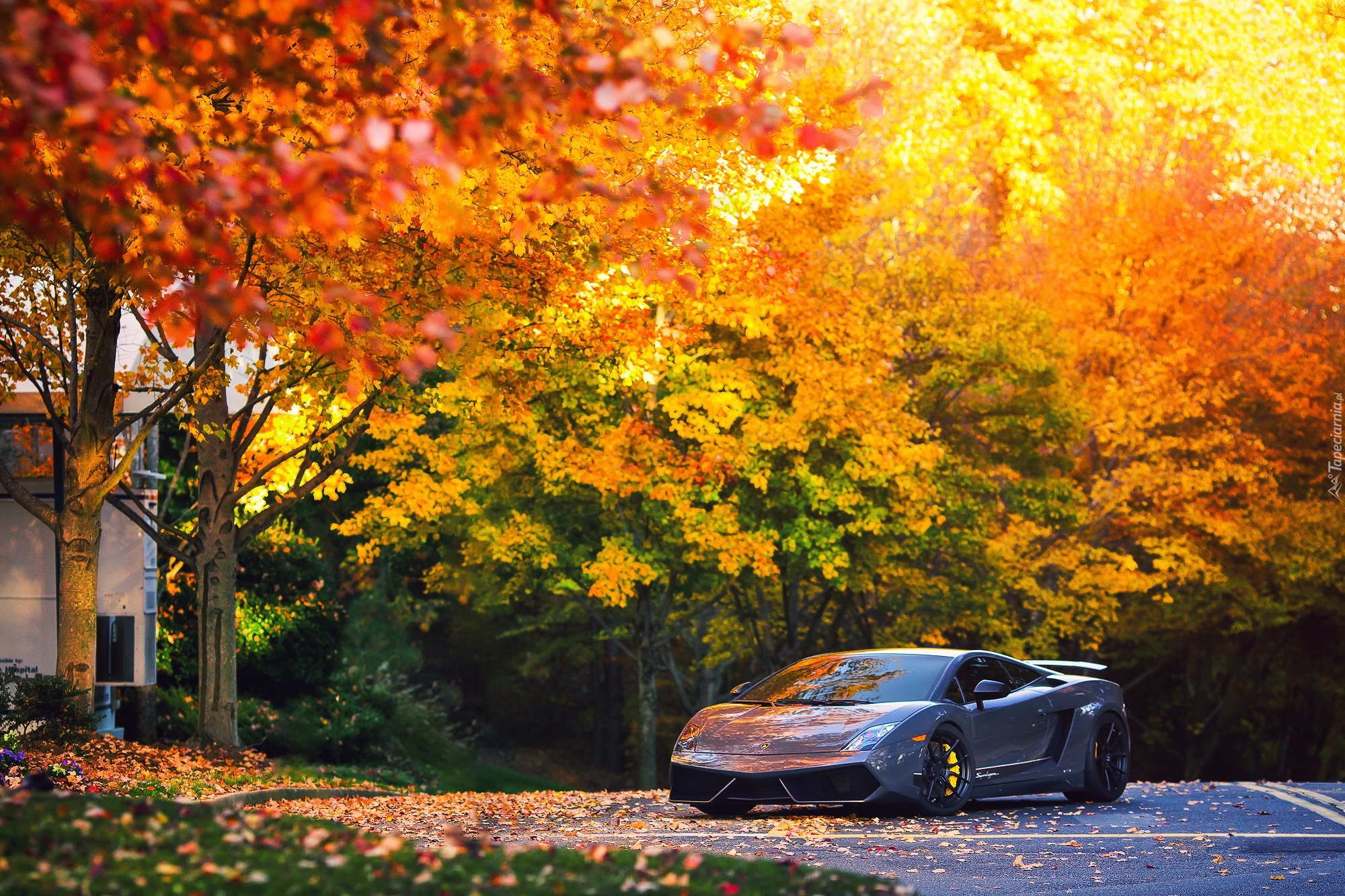 Jesień, Drzewa, Droga, Samochód, Lamborghini ,Gallardo