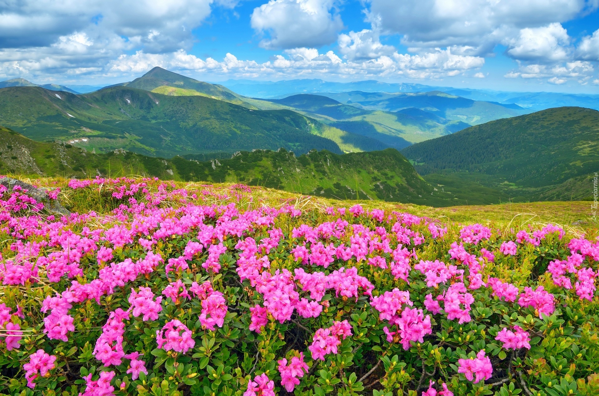 Góry, Różowe, Rododendrony