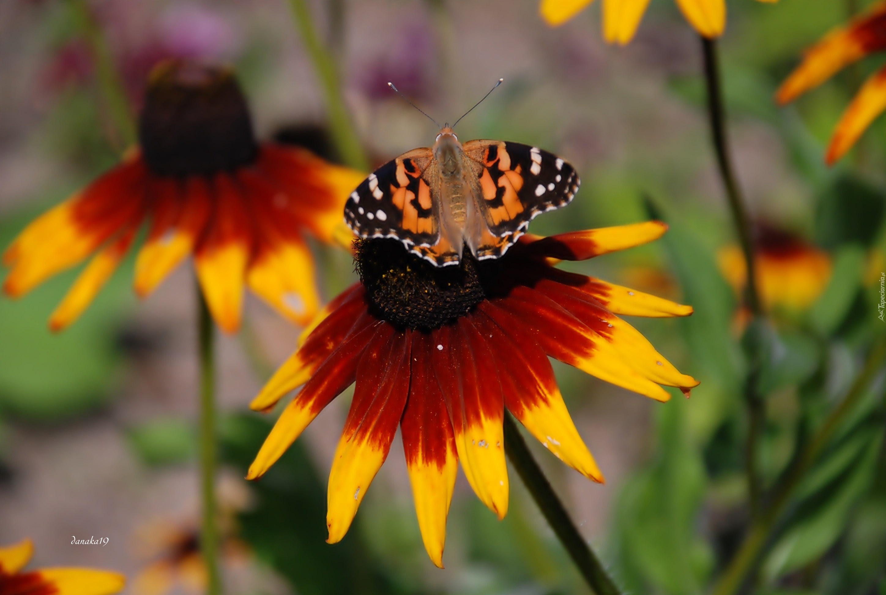 Kwiat, Rudbekia, Motyl, Rusałka, Osetnik