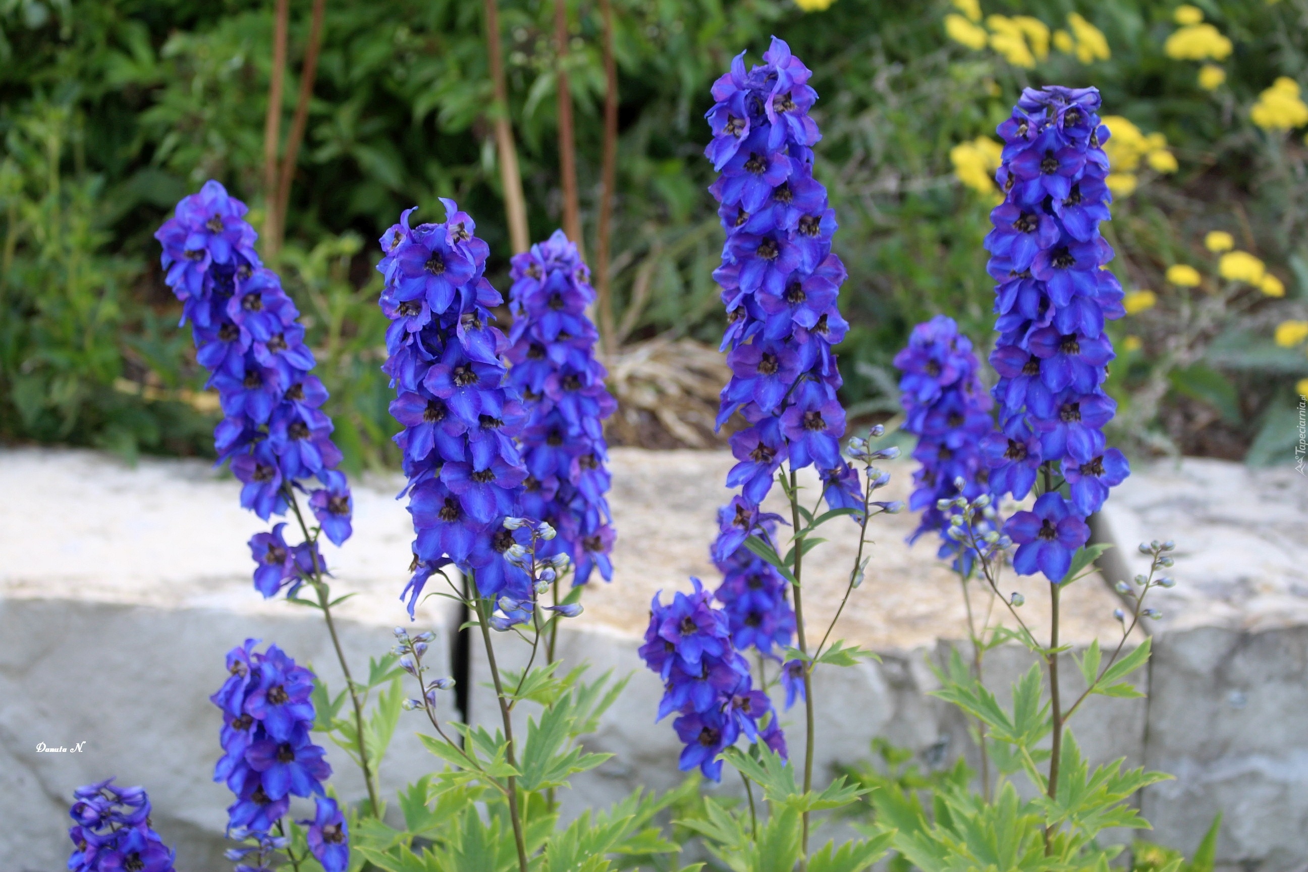 Niebieskie Kwiaty Ostrozka Ogrod