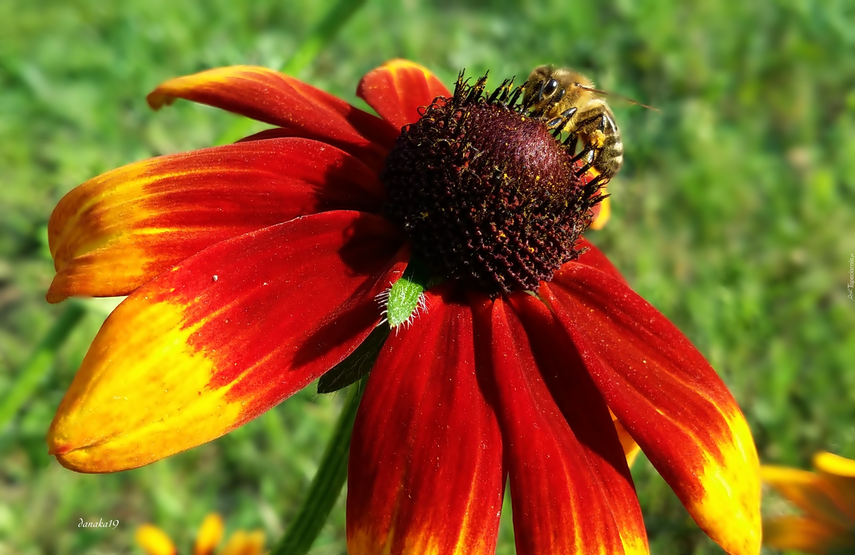 Kwiat, Rudbekia, Owad, Pszczoła