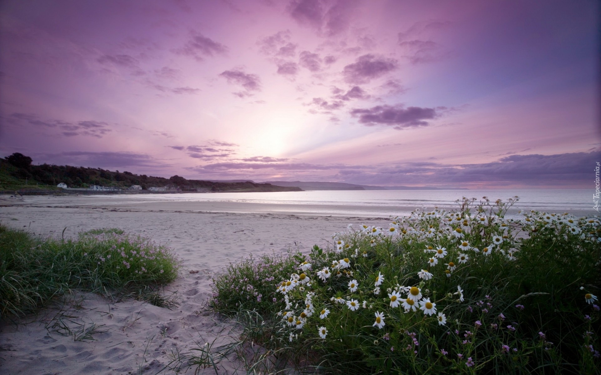 Morze, Plaża, Rumianki