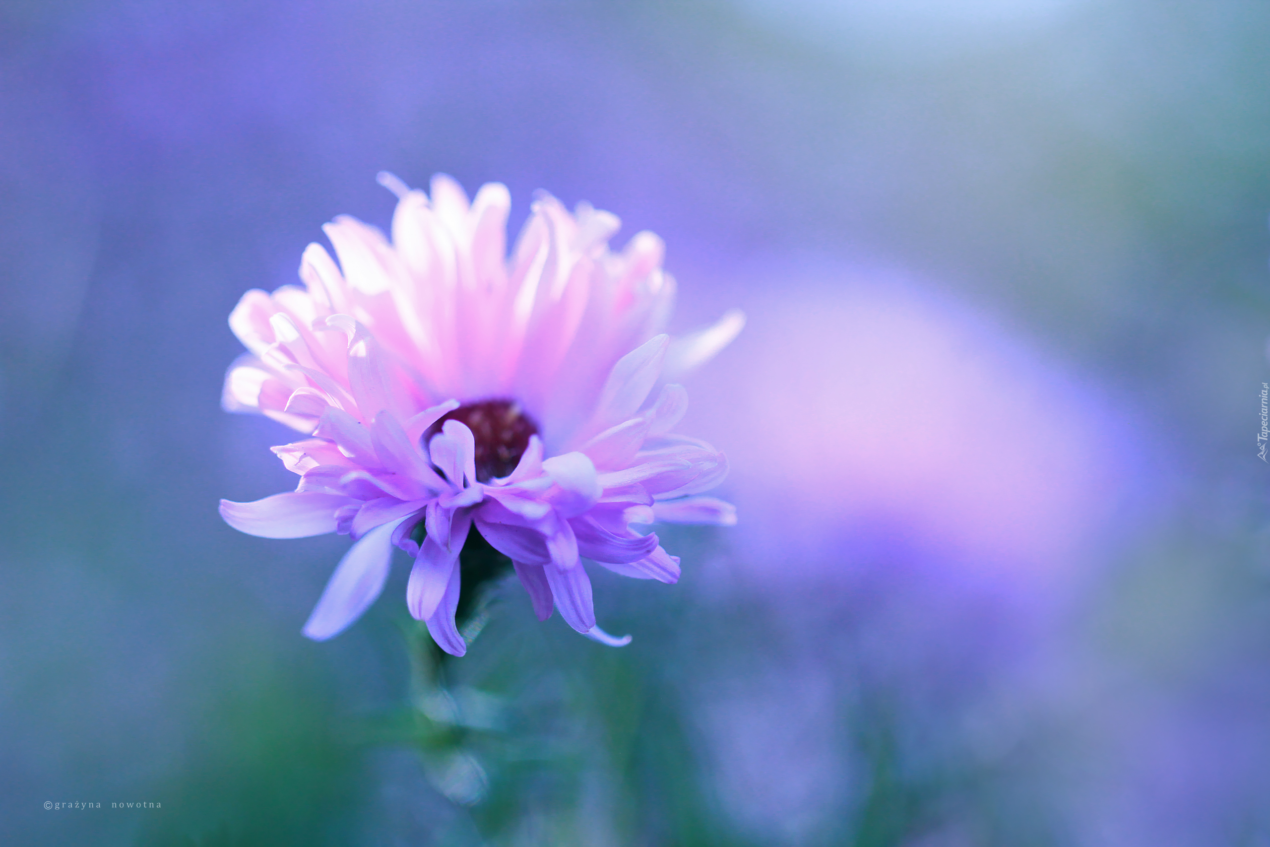 Aster, Różowy, Kwiat