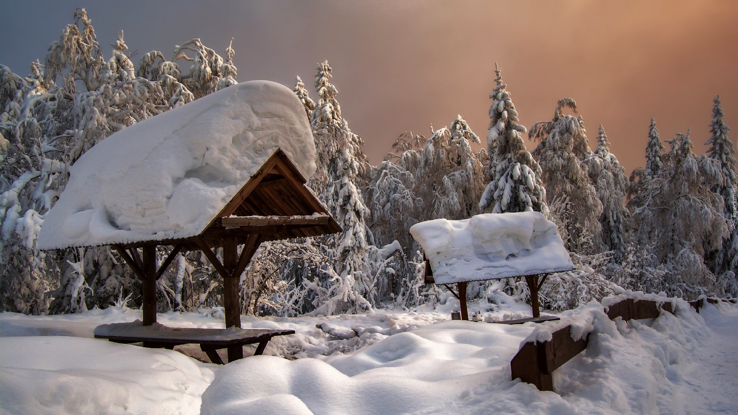 Zima, Las, Śnieg