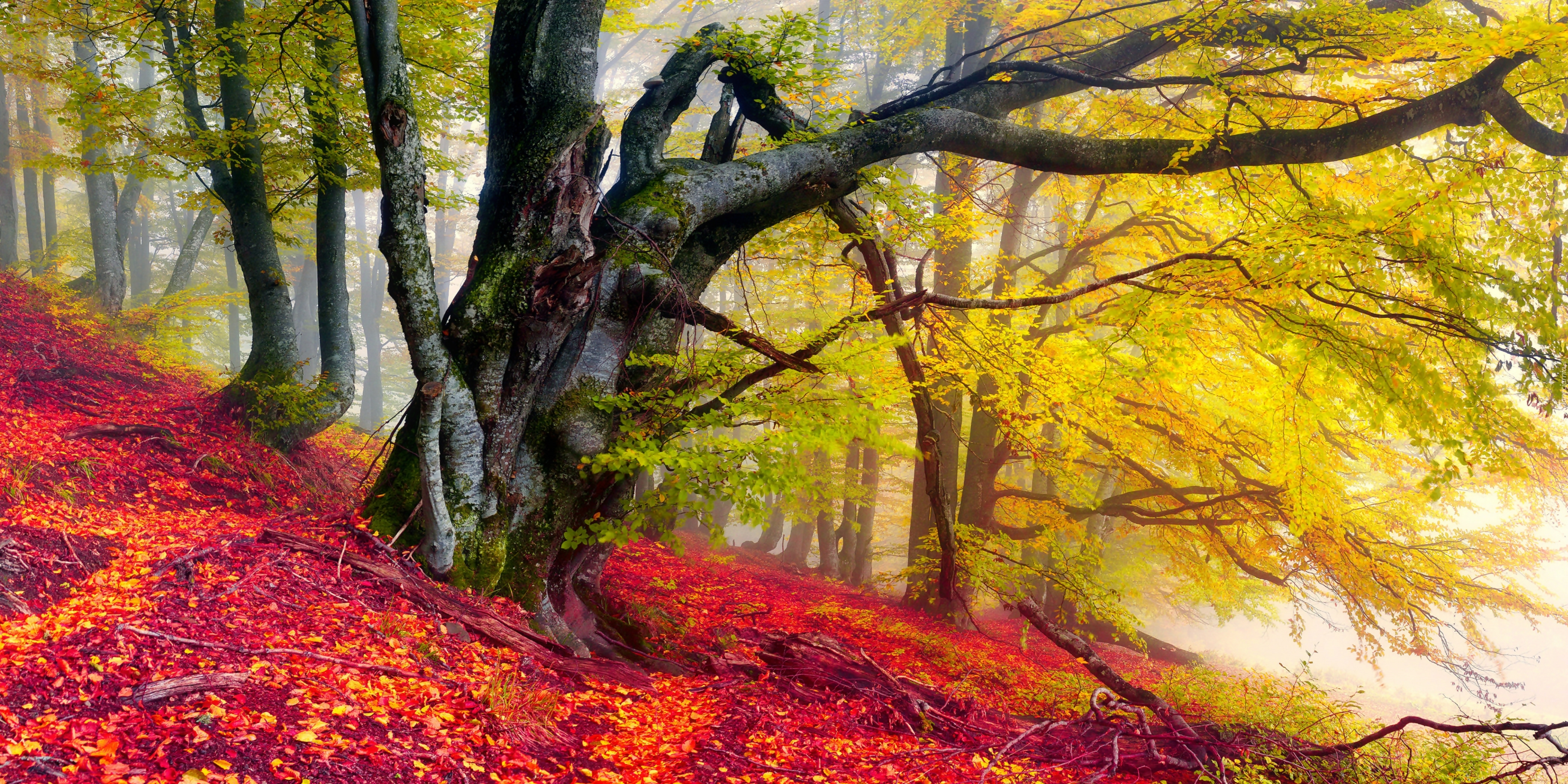 Las, Drzewa, Liście, Mgła, Kolorowa, Jesień