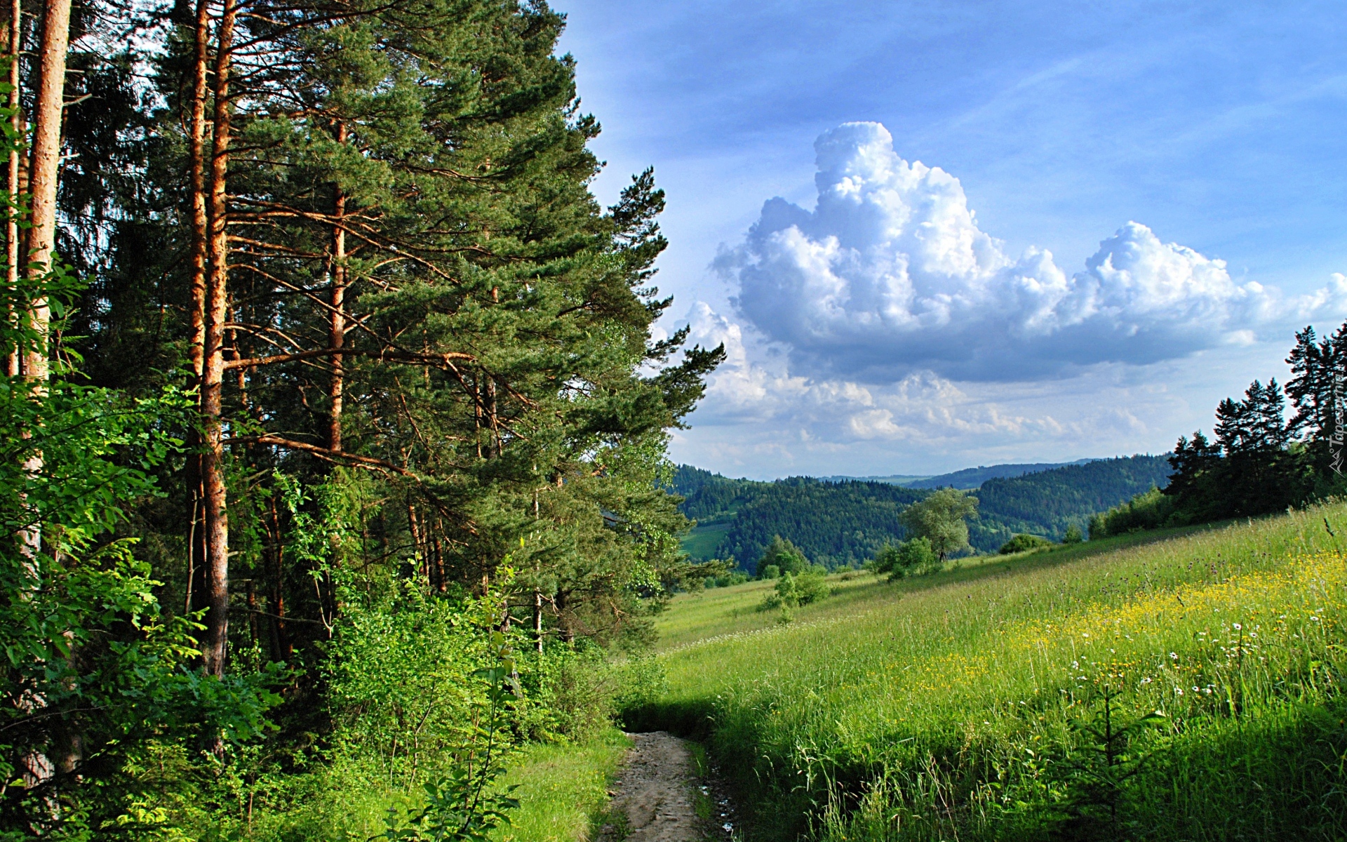 Droga, Polna, Łąki, Lasy, Chmury