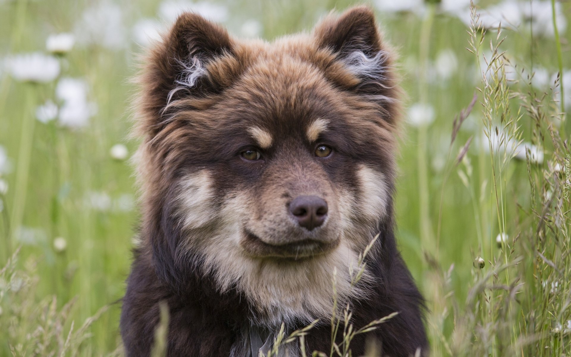 Łąka, Pies,  Fiński lapphund