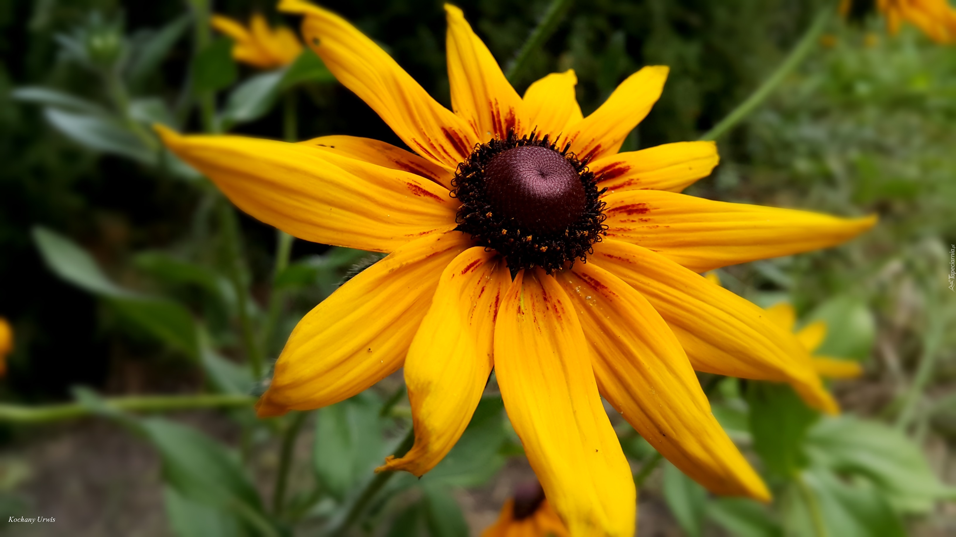 Żółta, Rudbekia