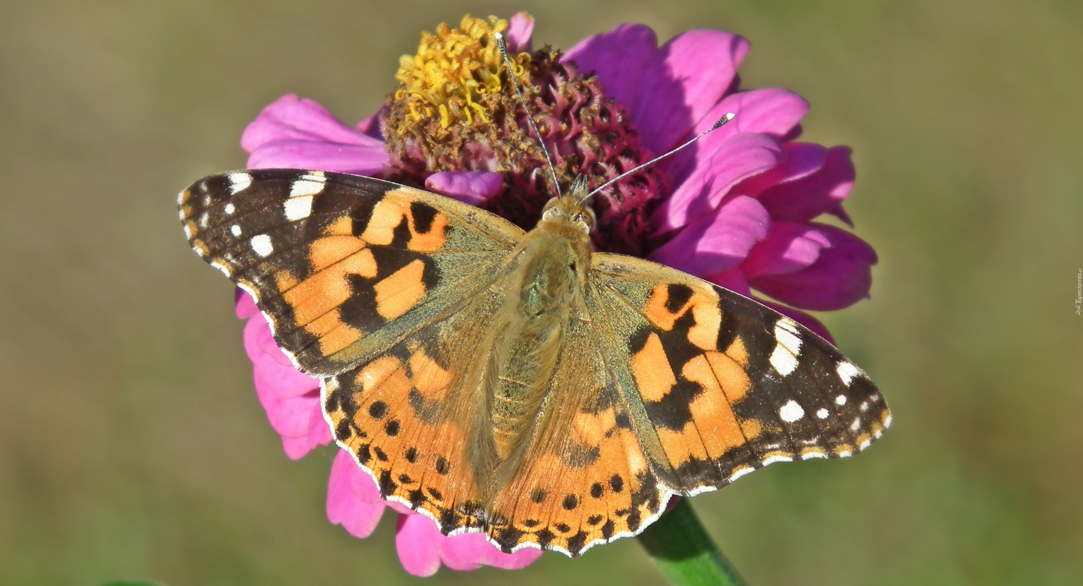 Motyl, Rusałka osetnik, Kwiat, Cynia