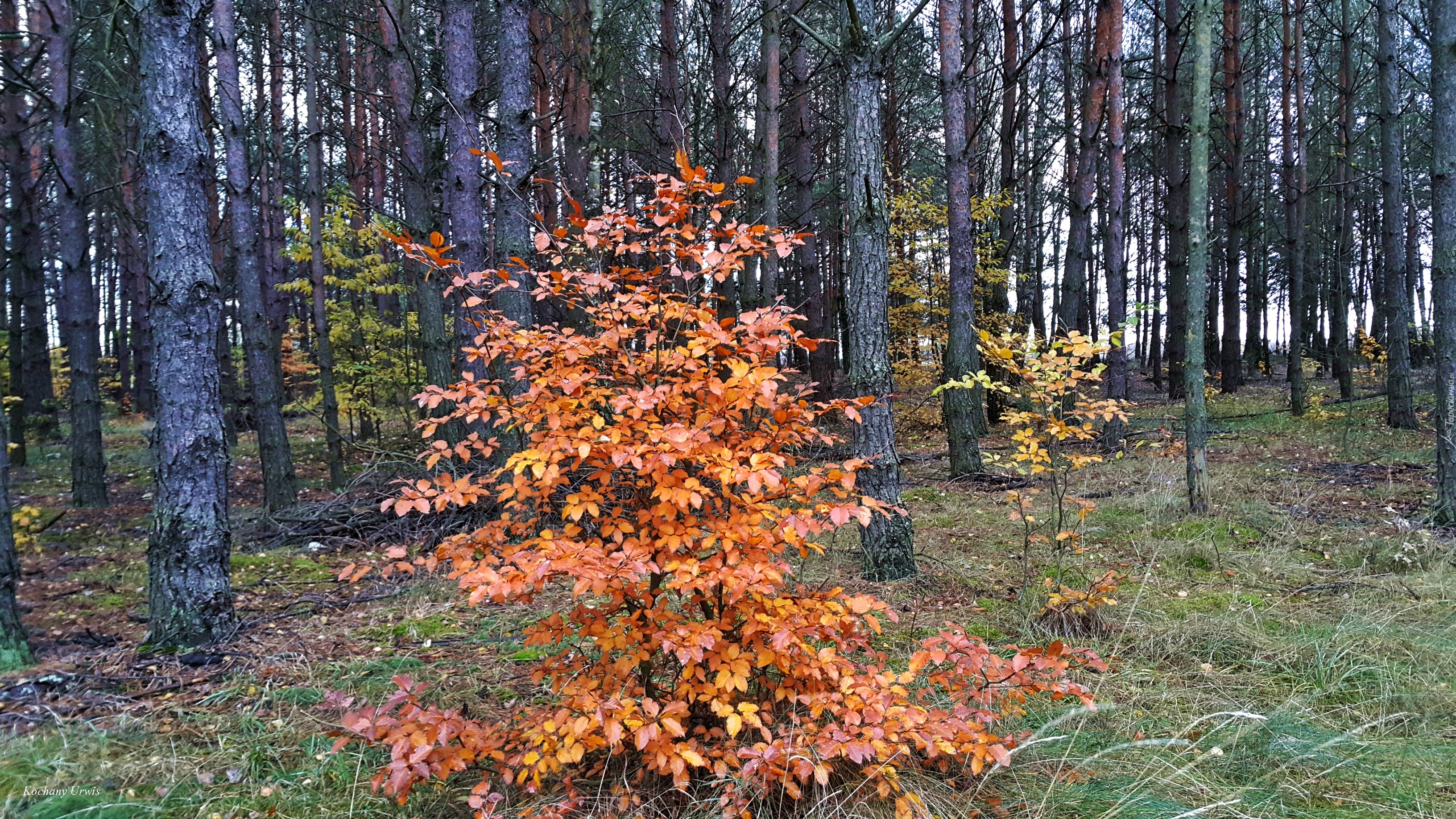 Las, Drzewo, Jesienią