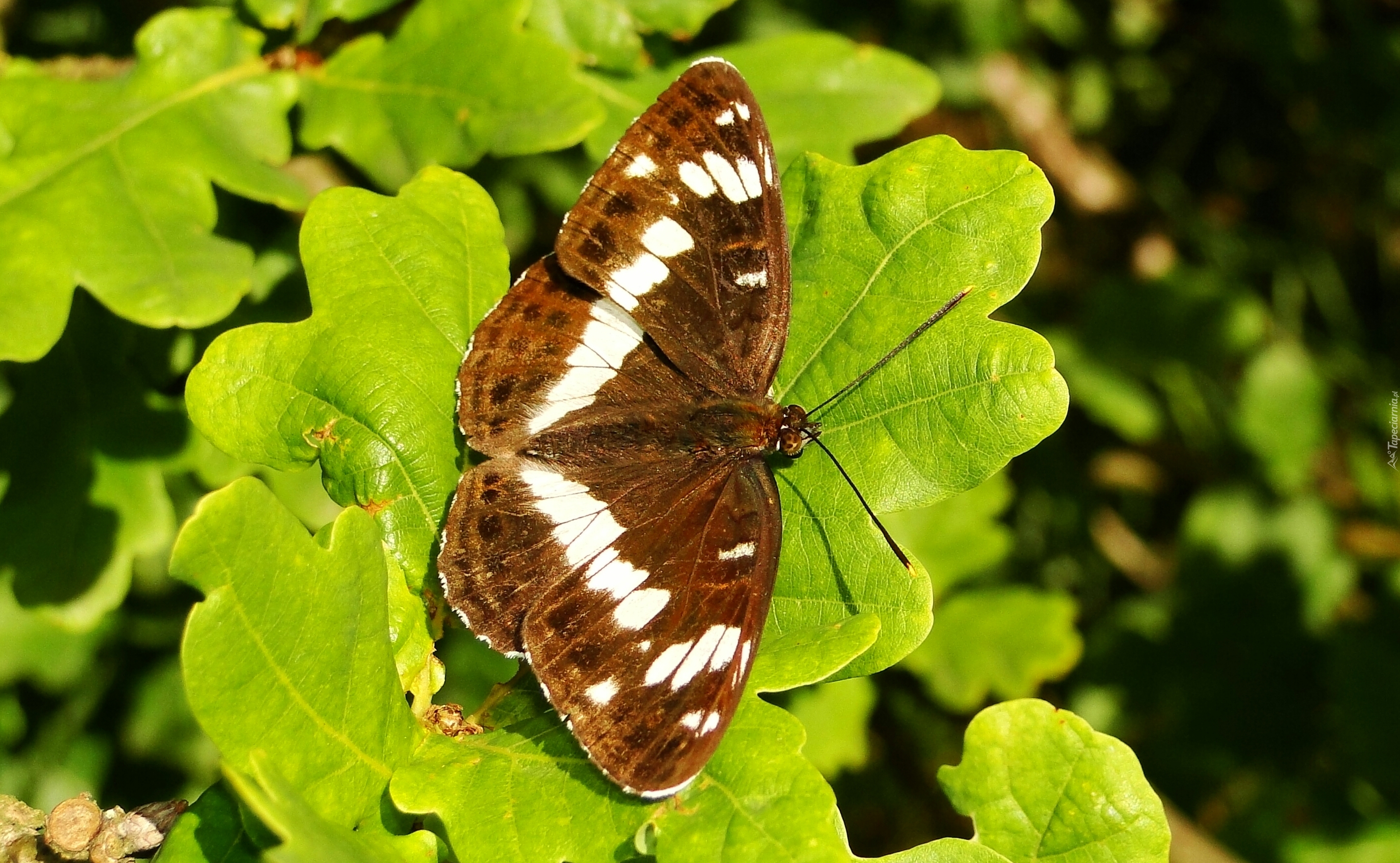 Motyl, Pokłonnik kamilla, Liście