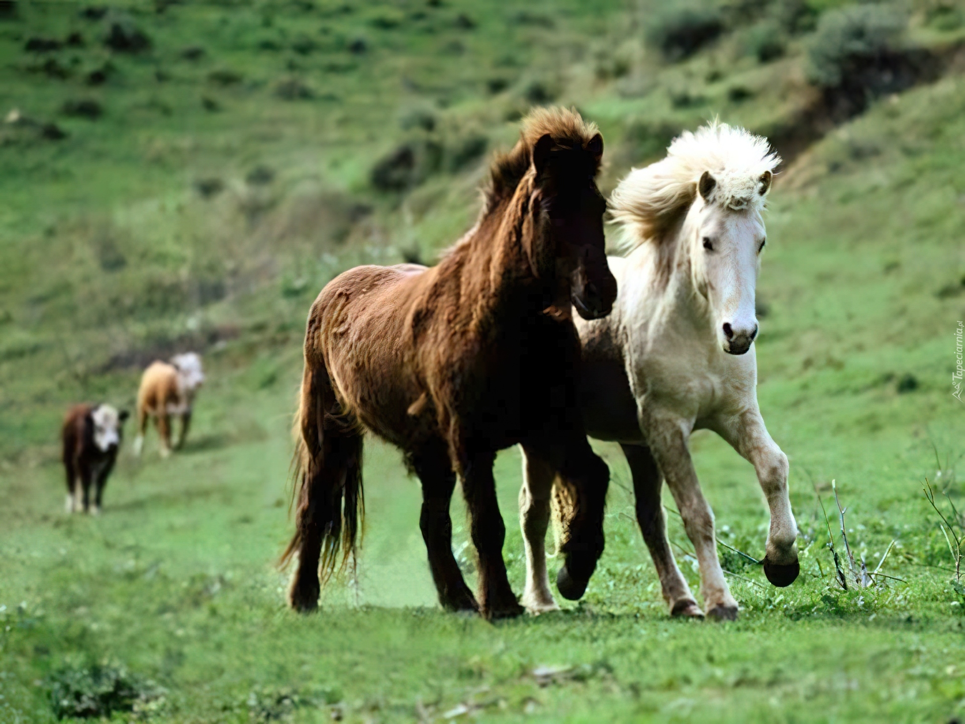 Бесплатны картинки лошади. Казахская порода лошадей Джабе. Дикие лошади. Красивые лошади. Две лошади.