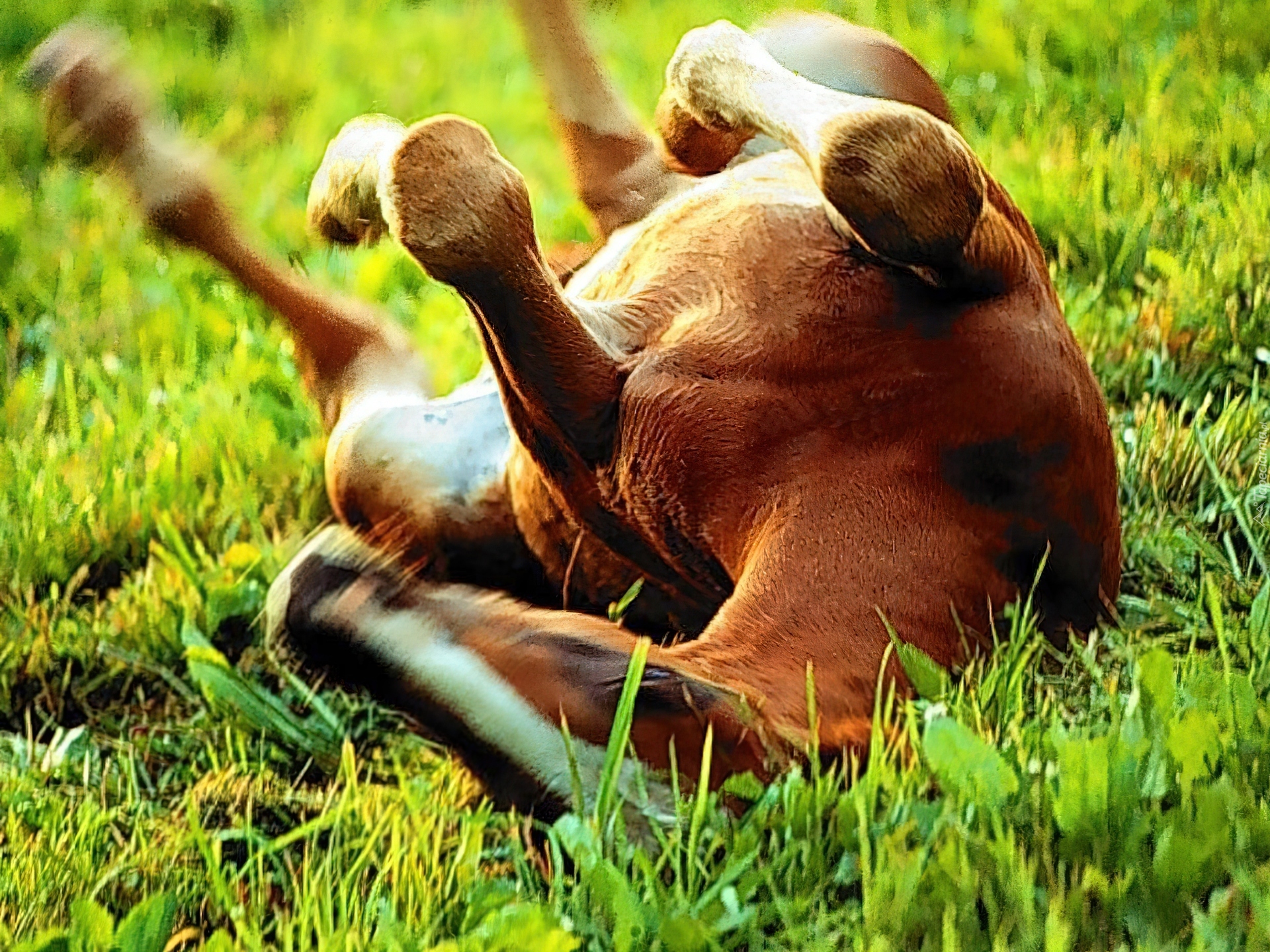 Лошадь лежит на траве