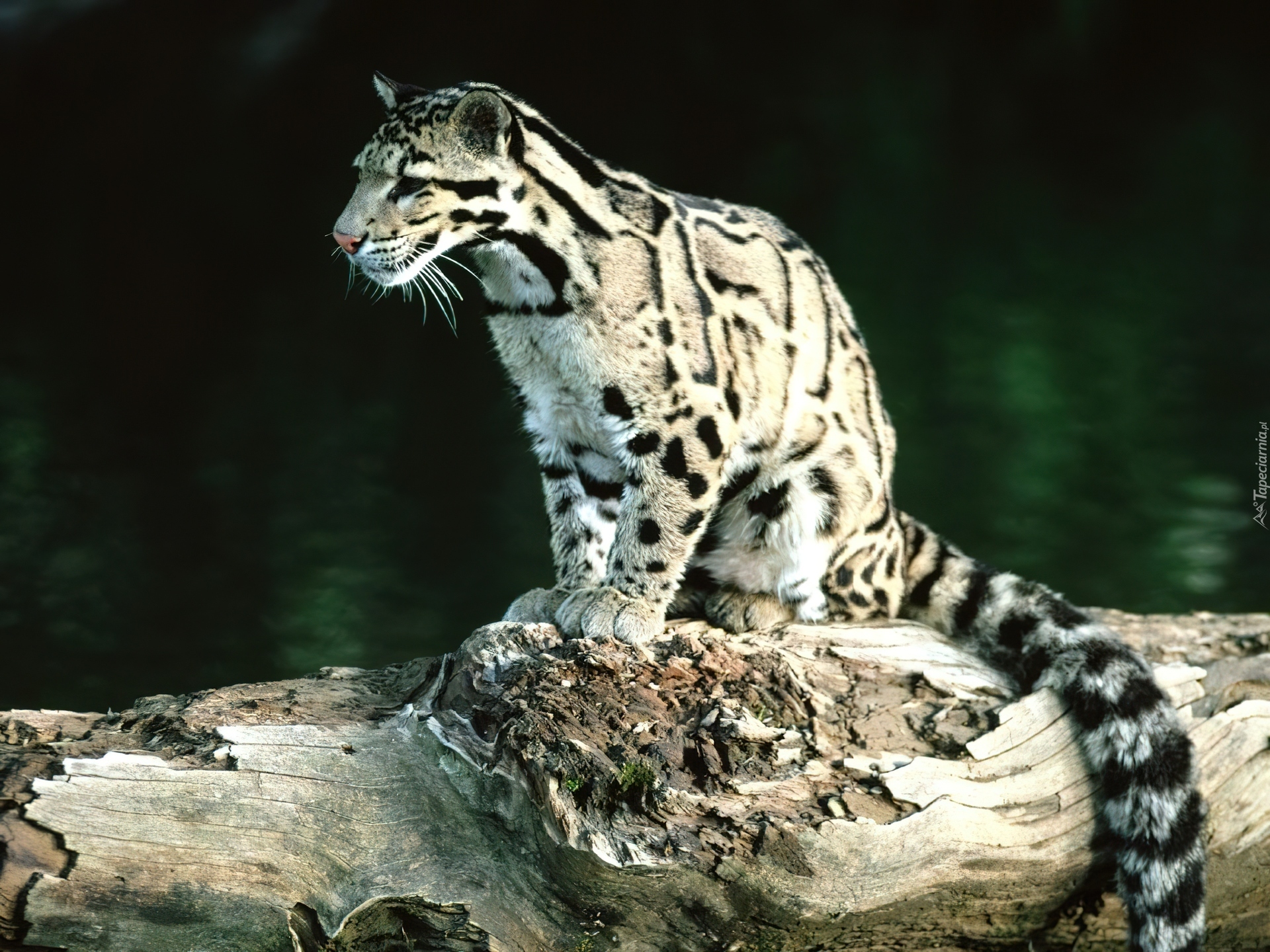 Ocelot