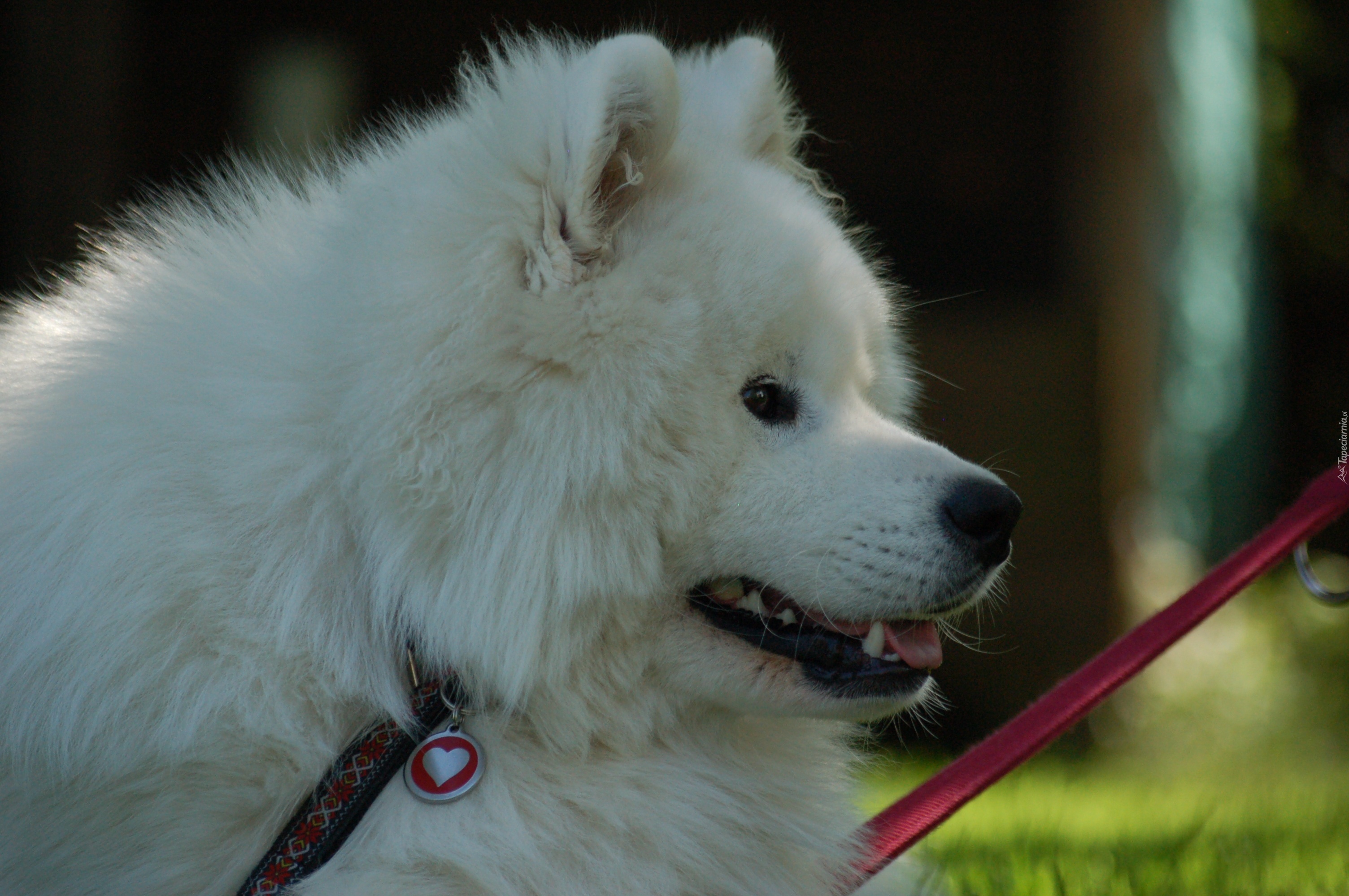 Samojed, serduszko, smycz