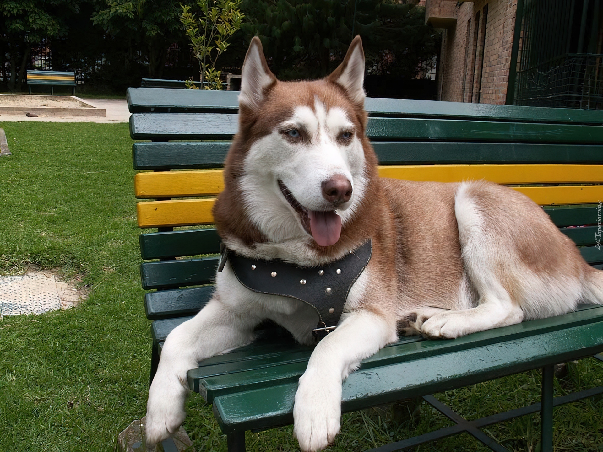 Siberian Husky, zielono-żółta, ławka