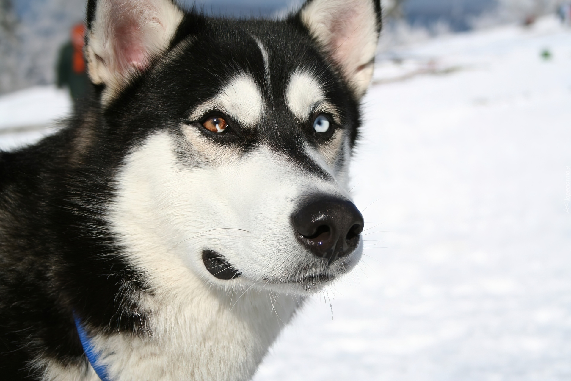 pysk, Siberian Husky