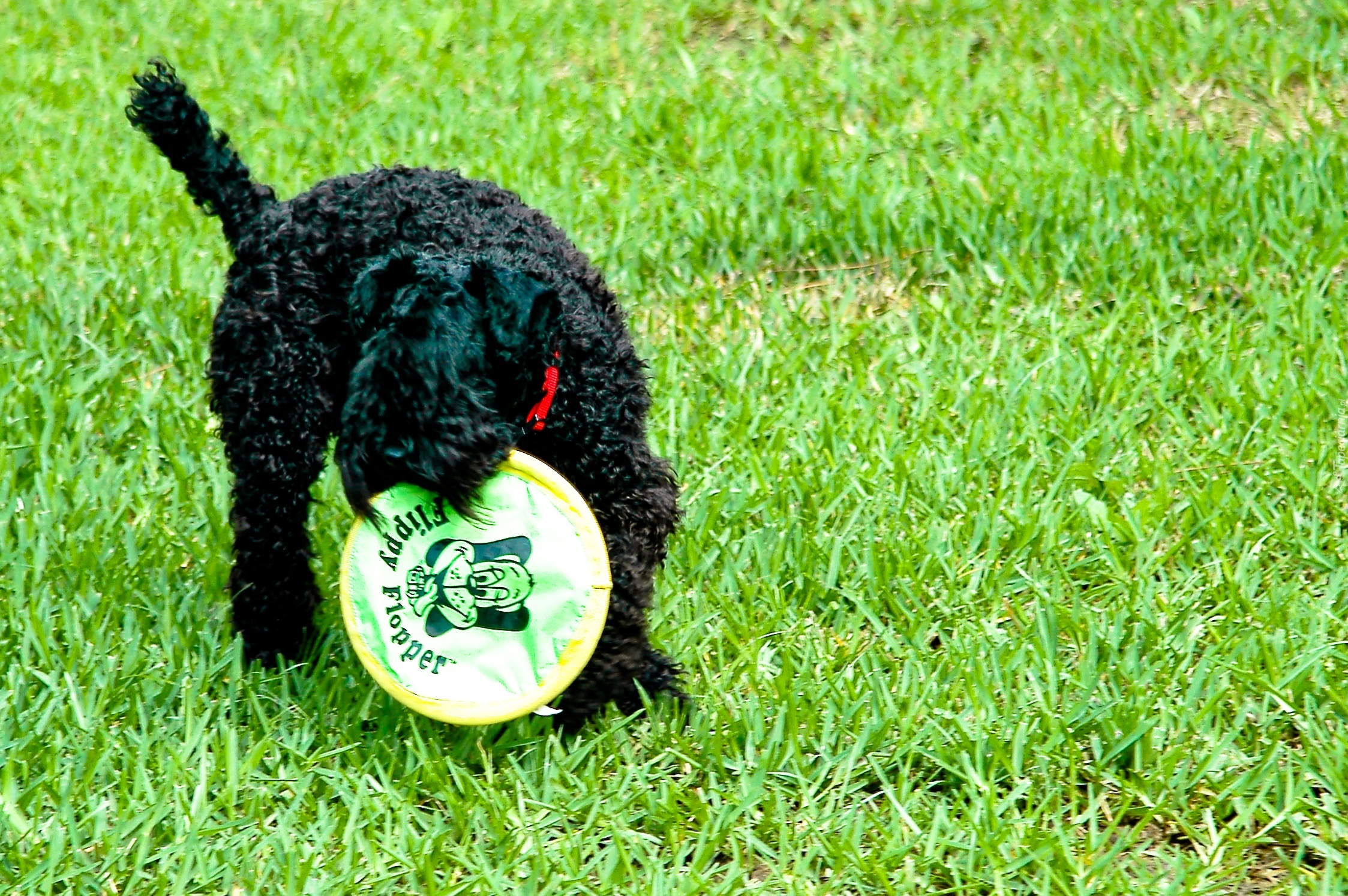 Kerry blue terrier, soczysta, trawa