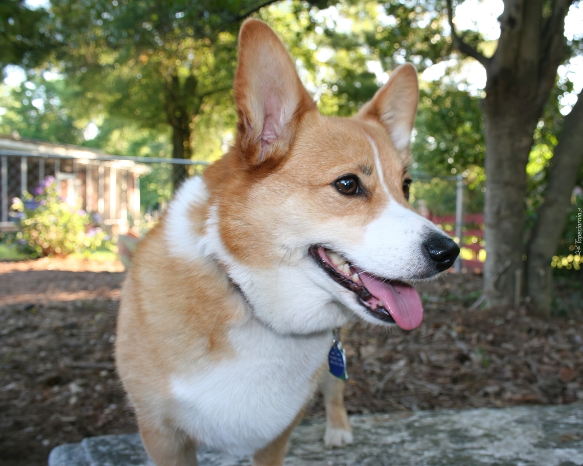 pysk, Welsh corgi pembroke