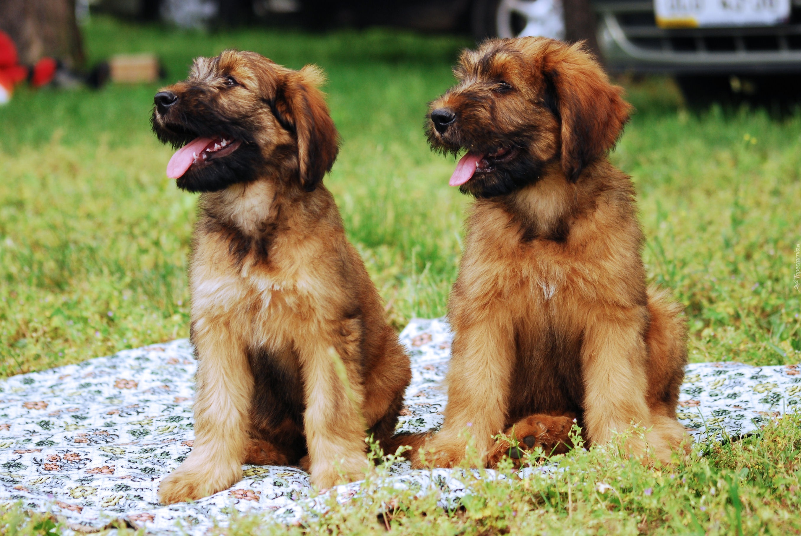 Owczarek francuski Briard, szczenięta