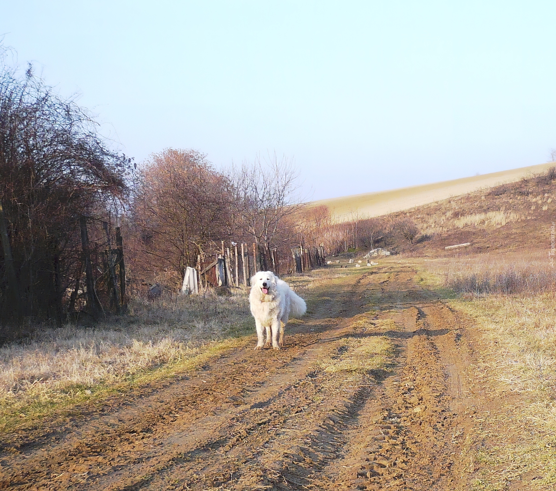 Owczarek węgierski Kuvasz, droga