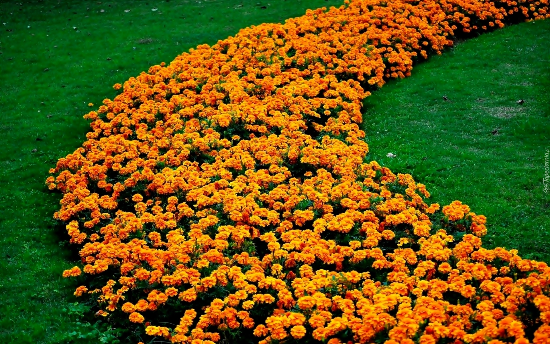Многолетние цветы на клумбе фото