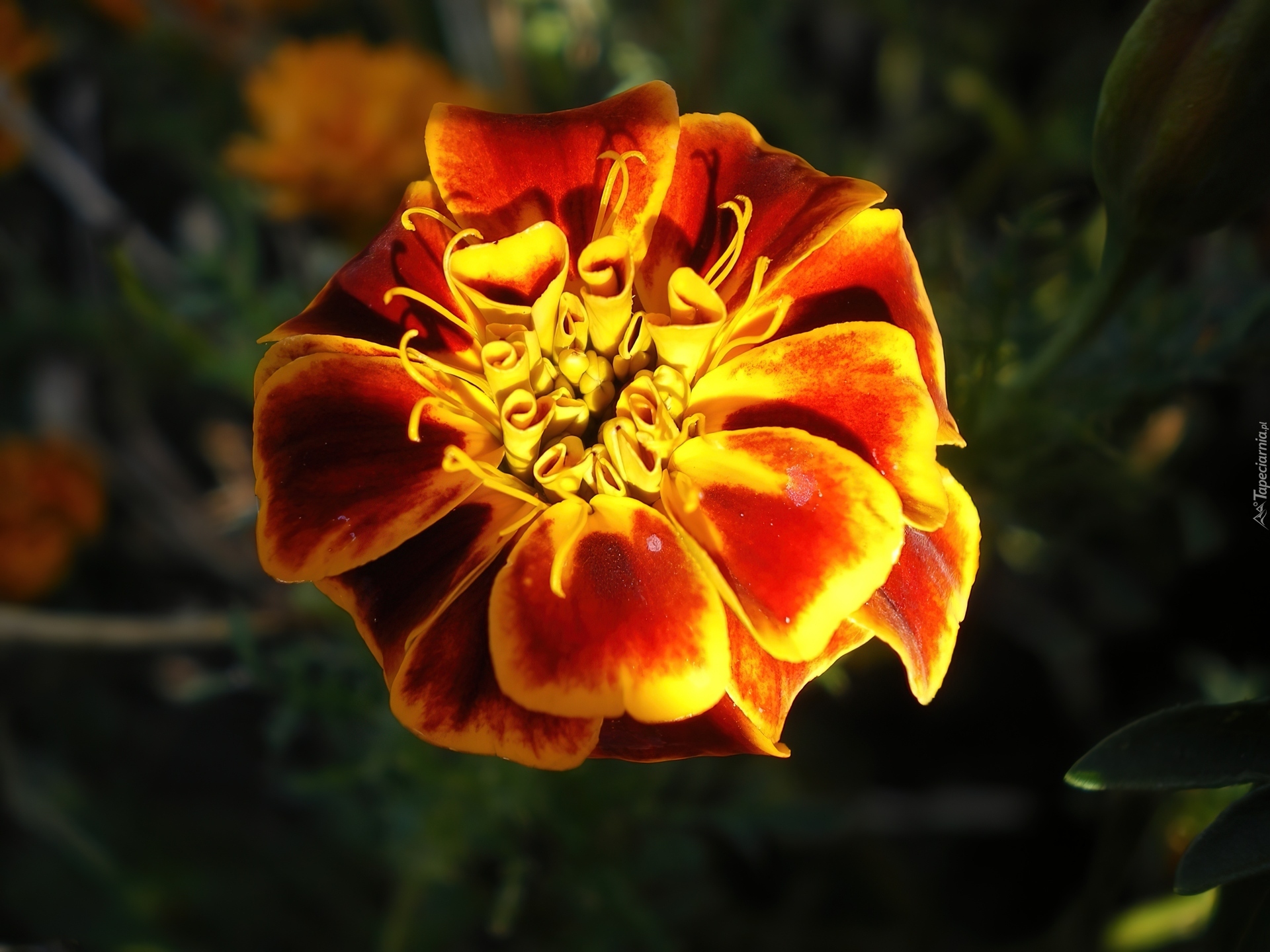 Tagetes patula