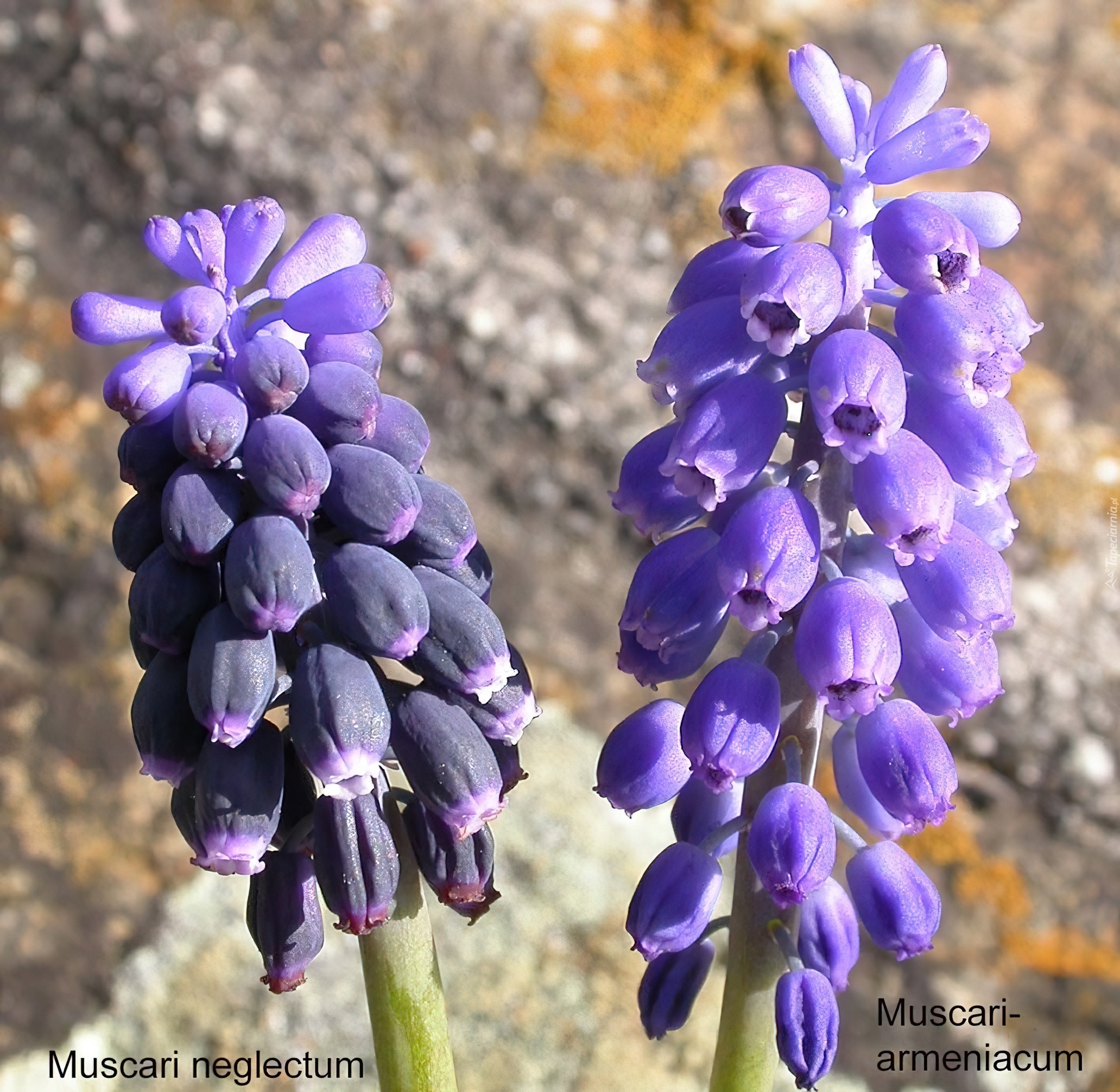 Muscari neglectum, Muscari armeniacum