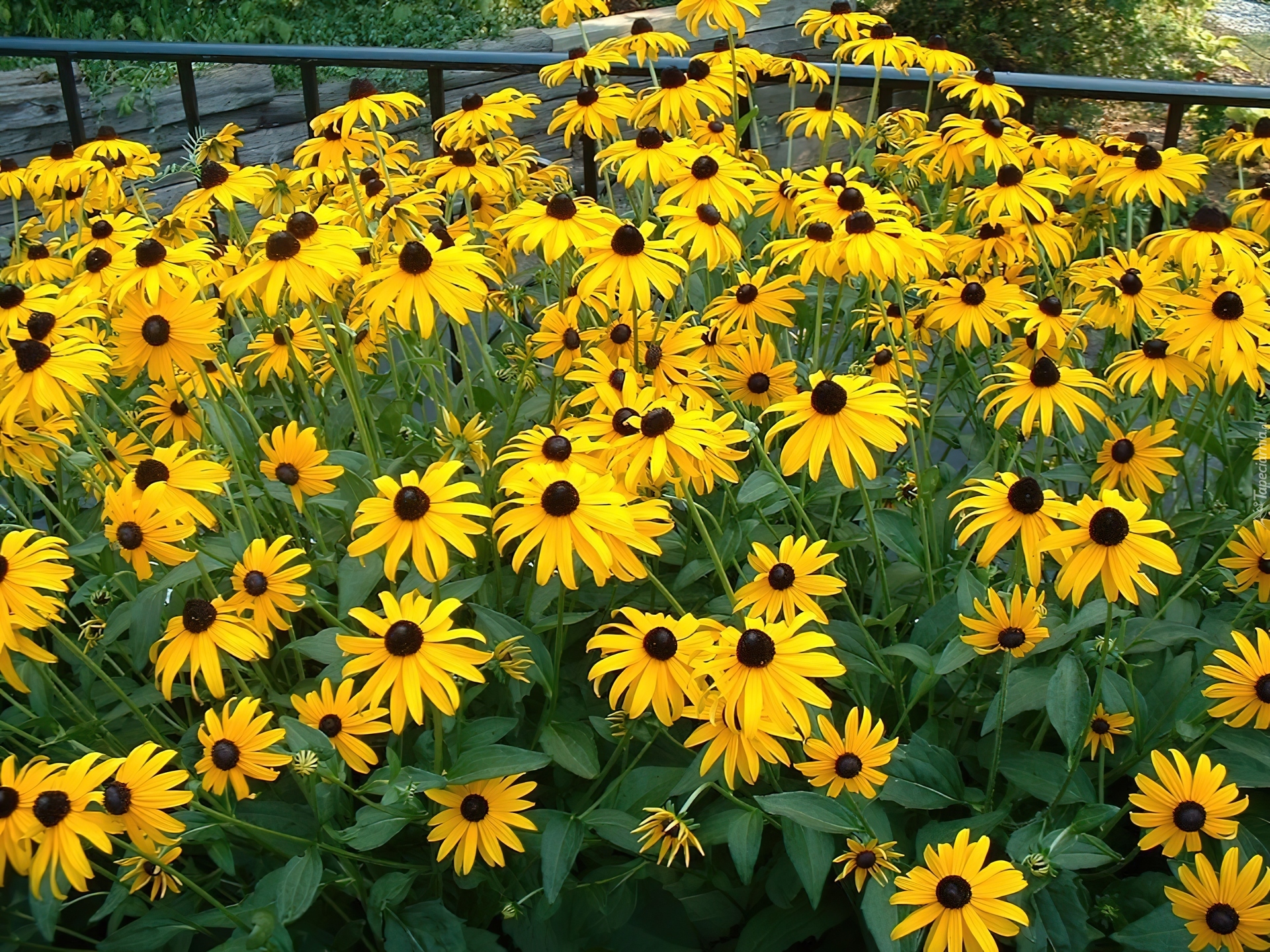 Kwitnące, Rudbekie Goldsturm