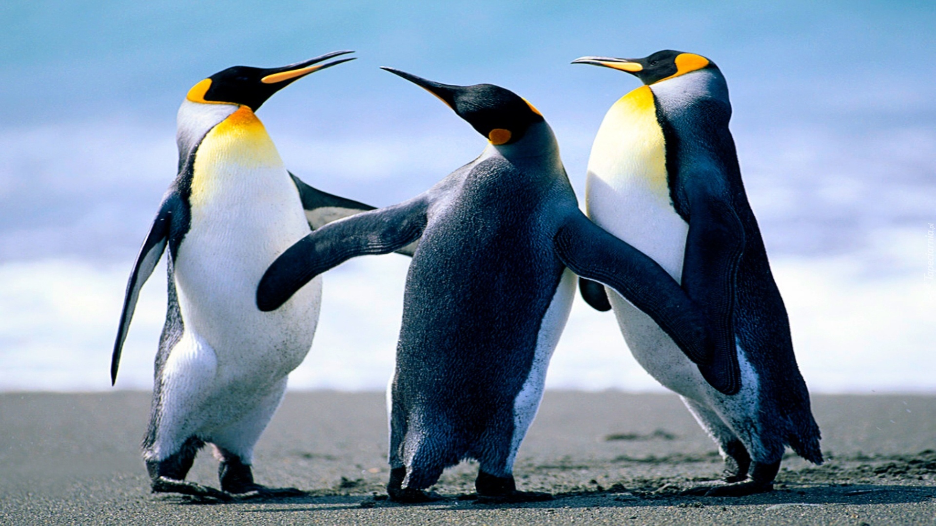 trzy, pingwiny