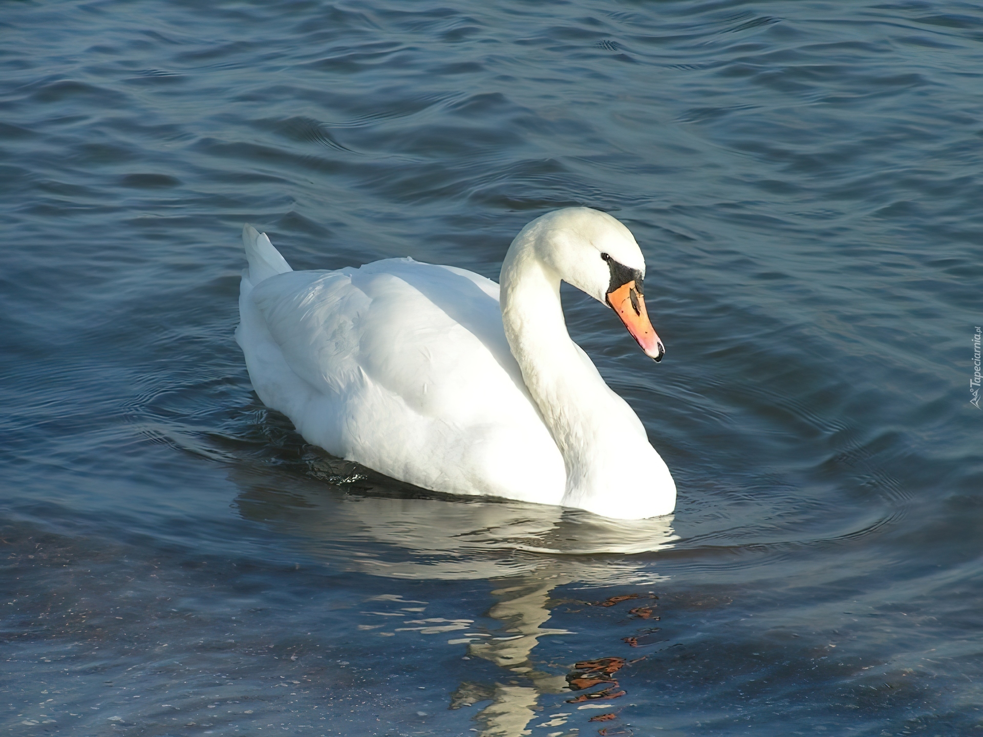 Łabędź niemy