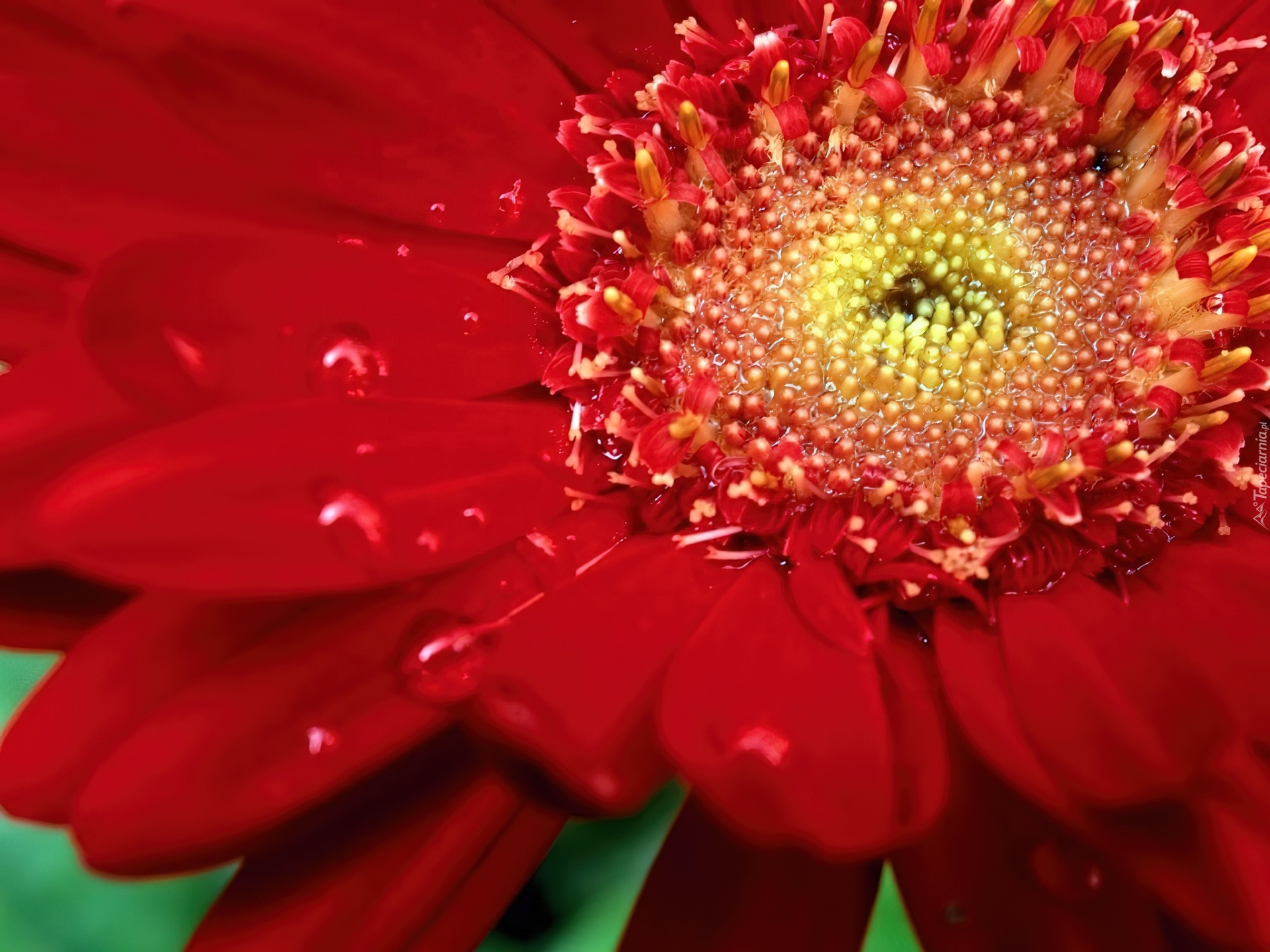 Kwiat, Gerbera